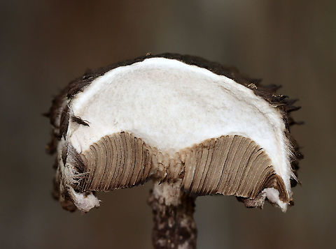 Old Man of the Woods - Strobilomyces sp. -- Immediately after being cut *This is what the flesh looked like as soon as I cut into it. I tried to get all 3 photos together as one picture in Photoshop, but gave up because I couldn't figure it out.

I'm not sure what species this is as the taxonomy of Strobilomyces sp. is very confusing, uncertain, and messy.

The flesh of this mushroom did not turn red when I cut into it. The edges of the pores got pinkish (barely), but then the flesh got dark grayish (over an hour). I'm not sure if this is an indicator for what species it is or if the mushroom was simply old?

Habitat: Growing in a pile of bark that had been pulled off a tree by woodpeckers; deciduous forest
https://www.jungledragon.com/image/121504/old_man_of_the_woods_-_strobilomyces_sp.html
https://www.jungledragon.com/image/121506/old_man_of_the_woods_-_strobilomyces_sp.html
https://www.jungledragon.com/image/121507/old_man_of_the_woods_-_strobilomyces_sp.html
https://www.jungledragon.com/image/121503/old_man_of_the_woods_-_strobilomyces_sp._--_immediately_after_being_cut.html
https://www.jungledragon.com/image/121505/old_man_of_the_woods_-_strobilomyces_sp._--_five_minutes_after_being_cut.html
https://www.jungledragon.com/image/121508/old_man_of_the_woods_-_strobilomyces_sp._--_one_hours_after_being_cut.html Geotagged,Summer,United States