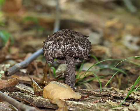 Old Man of the Woods - Strobilomyces sp. I'm not sure what species this is as the taxonomy of Strobilomyces sp. is very confusing, uncertain, and messy.

The flesh of this mushroom did not turn red when I cut into it. The edges of the pores got pinkish (barely), but then the flesh got dark grayish (over an hour). I'm not sure if this is an indicator for what species it is or if the mushroom was simply old? 

Habitat: Growing in a pile of bark that had been pulled off a tree by woodpeckers; deciduous forest
https://www.jungledragon.com/image/121504/old_man_of_the_woods_-_strobilomyces_sp.html
https://www.jungledragon.com/image/121506/old_man_of_the_woods_-_strobilomyces_sp.html
https://www.jungledragon.com/image/121507/old_man_of_the_woods_-_strobilomyces_sp.html
https://www.jungledragon.com/image/121503/old_man_of_the_woods_-_strobilomyces_sp._--_immediately_after_being_cut.html
https://www.jungledragon.com/image/121505/old_man_of_the_woods_-_strobilomyces_sp._--_five_minutes_after_being_cut.html
https://www.jungledragon.com/image/121508/old_man_of_the_woods_-_strobilomyces_sp._--_one_hours_after_being_cut.html Geotagged,Old Man of the Woods,Strobilomyces,Summer,United States,bolete,mushroom
