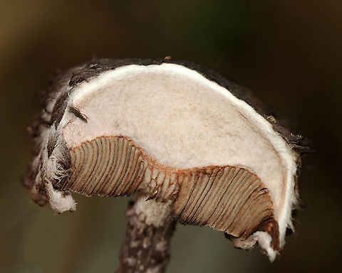 Old Man of the Woods - Strobilomyces sp. -- Five minutes after being cut *This is what the flesh looked like ~5 minutes after I cut into it. You can see the pores turning pink. I tried to get all 3 photos together as one picture in Photoshop, but gave up because I couldn't figure it out.

I'm not sure what species this is as the taxonomy of Strobilomyces sp. is very confusing, uncertain, and messy.

The flesh of this mushroom did not turn red when I cut into it. The edges of the pores got pinkish (barely), but then the flesh got dark grayish (over an hour). I'm not sure if this is an indicator for what species it is or if the mushroom was simply old?

Habitat: Growing in a pile of bark that had been pulled off a tree by woodpeckers; deciduous forest
https://www.jungledragon.com/image/121504/old_man_of_the_woods_-_strobilomyces_sp.html
https://www.jungledragon.com/image/121506/old_man_of_the_woods_-_strobilomyces_sp.html
https://www.jungledragon.com/image/121507/old_man_of_the_woods_-_strobilomyces_sp.html
https://www.jungledragon.com/image/121503/old_man_of_the_woods_-_strobilomyces_sp._--_immediately_after_being_cut.html
https://www.jungledragon.com/image/121505/old_man_of_the_woods_-_strobilomyces_sp._--_five_minutes_after_being_cut.html
https://www.jungledragon.com/image/121508/old_man_of_the_woods_-_strobilomyces_sp._--_one_hours_after_being_cut.html Geotagged,Summer,United States
