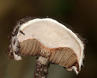 Old Man of the Woods - Strobilomyces sp. -- Five minutes after being cut *This is what the flesh looked like ~5 minutes after I cut into it. You can see the pores turning pink. I tried to get all 3 photos together as one picture in Photoshop, but gave up because I couldn't figure it out.<br />
<br />
I'm not sure what species this is as the taxonomy of Strobilomyces sp. is very confusing, uncertain, and messy.<br />
<br />
The flesh of this mushroom did not turn red when I cut into it. The edges of the pores got pinkish (barely), but then the flesh got dark grayish (over an hour). I'm not sure if this is an indicator for what species it is or if the mushroom was simply old?<br />
<br />
Habitat: Growing in a pile of bark that had been pulled off a tree by woodpeckers; deciduous forest<br />
https://www.jungledragon.com/image/121504/old_man_of_the_woods_-_strobilomyces_sp.html<br />
https://www.jungledragon.com/image/121506/old_man_of_the_woods_-_strobilomyces_sp.html<br />
https://www.jungledragon.com/image/121507/old_man_of_the_woods_-_strobilomyces_sp.html<br />
https://www.jungledragon.com/image/121503/old_man_of_the_woods_-_strobilomyces_sp._--_immediately_after_being_cut.html<br />
https://www.jungledragon.com/image/121505/old_man_of_the_woods_-_strobilomyces_sp._--_five_minutes_after_being_cut.html<br />
https://www.jungledragon.com/image/121508/old_man_of_the_woods_-_strobilomyces_sp._--_one_hours_after_being_cut.html Geotagged,Summer,United States