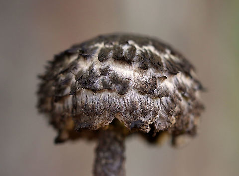 Old Man of the Woods - Strobilomyces sp. I'm not sure what species this is as the taxonomy of Strobilomyces sp. is very confusing, uncertain, and messy.

The flesh of this mushroom did not turn red when I cut into it. The edges of the pores got pinkish (barely), but then the flesh got dark grayish (over an hour). I'm not sure if this is an indicator for what species it is or if the mushroom was simply old?

Habitat: Growing in a pile of bark that had been pulled off a tree by woodpeckers; deciduous forest
https://www.jungledragon.com/image/121504/old_man_of_the_woods_-_strobilomyces_sp.html
https://www.jungledragon.com/image/121506/old_man_of_the_woods_-_strobilomyces_sp.html
https://www.jungledragon.com/image/121507/old_man_of_the_woods_-_strobilomyces_sp.html
https://www.jungledragon.com/image/121503/old_man_of_the_woods_-_strobilomyces_sp._--_immediately_after_being_cut.html
https://www.jungledragon.com/image/121505/old_man_of_the_woods_-_strobilomyces_sp._--_five_minutes_after_being_cut.html
https://www.jungledragon.com/image/121508/old_man_of_the_woods_-_strobilomyces_sp._--_one_hours_after_being_cut.html Geotagged,Summer,United States,old man of the woods,strobilomyces