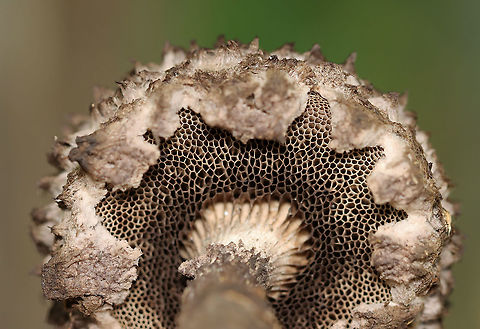 Old Man of the Woods - Strobilomyces sp. I'm not sure what species this is as the taxonomy of Strobilomyces sp. is very confusing, uncertain, and messy.

The flesh of this mushroom did not turn red when I cut into it. The edges of the pores got pinkish (barely), but then the flesh got dark grayish (over an hour). I'm not sure if this is an indicator for what species it is or if the mushroom was simply old?

Habitat: Growing in a pile of bark that had been pulled off a tree by woodpeckers; deciduous forest
https://www.jungledragon.com/image/121504/old_man_of_the_woods_-_strobilomyces_sp.html
https://www.jungledragon.com/image/121506/old_man_of_the_woods_-_strobilomyces_sp.html
https://www.jungledragon.com/image/121507/old_man_of_the_woods_-_strobilomyces_sp.html
https://www.jungledragon.com/image/121503/old_man_of_the_woods_-_strobilomyces_sp._--_immediately_after_being_cut.html
https://www.jungledragon.com/image/121505/old_man_of_the_woods_-_strobilomyces_sp._--_five_minutes_after_being_cut.html
https://www.jungledragon.com/image/121508/old_man_of_the_woods_-_strobilomyces_sp._--_one_hours_after_being_cut.html Geotagged,Summer,United States