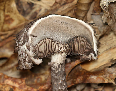Old Man of the Woods - Strobilomyces sp. -- One+ hour(s) after being cut *This is what the flesh looked like ~an hour after I cut into it. I tried to get all 3 photos together as one picture in Photoshop, but gave up because I couldn't figure it out.

I'm not sure what species this is as the taxonomy of Strobilomyces sp. is very confusing, uncertain, and messy.

The flesh of this mushroom did not turn red when I cut into it. The edges of the pores got pinkish (barely), but then the flesh got dark grayish (over an hour). I'm not sure if this is an indicator for what species it is or if the mushroom was simply old?

Habitat: Growing in a pile of bark that had been pulled off a tree by woodpeckers; deciduous forest
https://www.jungledragon.com/image/121504/old_man_of_the_woods_-_strobilomyces_sp.html
https://www.jungledragon.com/image/121506/old_man_of_the_woods_-_strobilomyces_sp.html
https://www.jungledragon.com/image/121507/old_man_of_the_woods_-_strobilomyces_sp.html
https://www.jungledragon.com/image/121503/old_man_of_the_woods_-_strobilomyces_sp._--_immediately_after_being_cut.html
https://www.jungledragon.com/image/121505/old_man_of_the_woods_-_strobilomyces_sp._--_five_minutes_after_being_cut.html
https://www.jungledragon.com/image/121508/old_man_of_the_woods_-_strobilomyces_sp._--_one_hours_after_being_cut.html Geotagged,Summer,United States