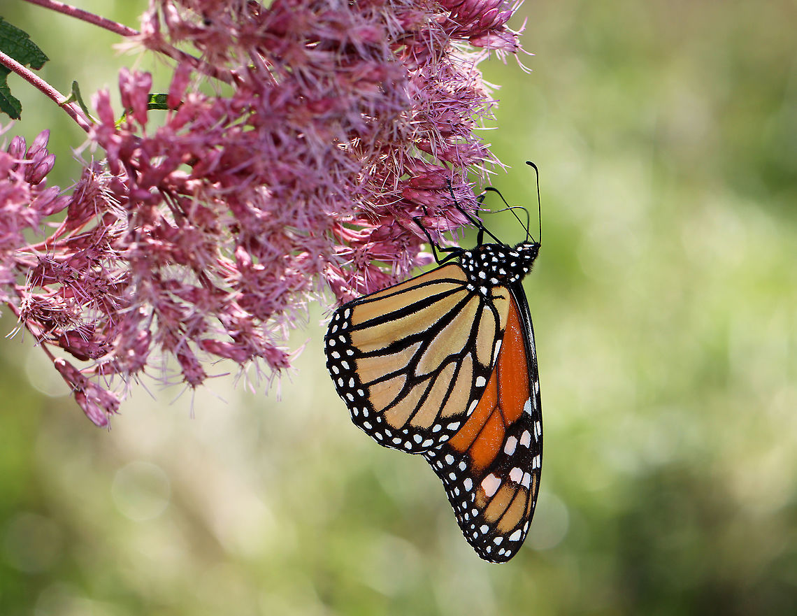 Monarch Butterfly - Danaus plexippus I saw at least 7 adult monarchs and one larva in this meadow.<br />
<br />
Habitat: Meadow bordering an early successional forest Danaus,Danaus plexippus,Geotagged,Monarch butterfly,Nymphalidae,Summer,United States,butterfly,monarch