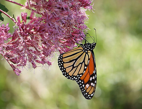 Monarch Butterfly - Danaus plexippus I saw at least 7 adult monarchs and one larva in this meadow.

Habitat: Meadow bordering an early successional forest Danaus,Danaus plexippus,Geotagged,Monarch butterfly,Nymphalidae,Summer,United States,butterfly,monarch