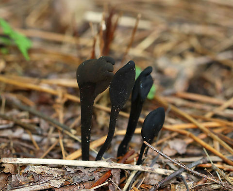 Earth Tongues - Geoglossaceae I just read that these are incredibly difficult to ID to species. I was excited to see them, but was being inundated by mosquitoes and am not too happy with the photos.

Habitat: Growing near the edge of a pond; mixed forest

https://www.jungledragon.com/image/121518/earth_tongues_-_geoglossaceae.html
https://www.jungledragon.com/image/121519/earth_tongues_-_geoglossaceae.html
https://www.jungledragon.com/image/121520/earth_tongues_-_geoglossaceae.html
https://www.jungledragon.com/image/121517/earth_tongues_-_geoglossaceae.html Black earth tongues,Geoglossaceae,Geoglossum,Geotagged,Summer,Trichoglossum,United States,earth tongues,earthtongue,fungus,mushroom