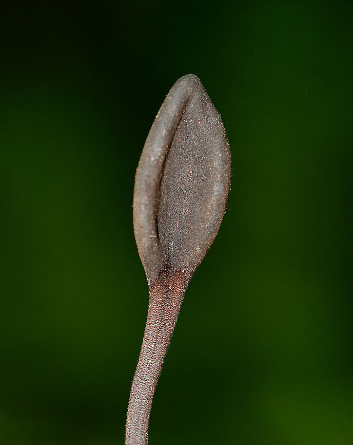 Earth Tongues - Geoglossaceae I just read that these are incredibly difficult to ID to species. I was excited to see them, but was being inundated by mosquitoes and am not too happy with the photos.<br />
<br />
Habitat: Growing near the edge of a pond; mixed forest<br />
<figure class="photo"><a href="https://www.jungledragon.com/image/121518/earth_tongues_-_geoglossaceae.html" title="Earth Tongues - Geoglossaceae"><img src="https://s3.amazonaws.com/media.jungledragon.com/images/3232/121518_thumb.jpg?AWSAccessKeyId=05GMT0V3GWVNE7GGM1R2&Expires=1769040010&Signature=UXcbfamZENLXzQLbuO77TAwrm48%3D" width="122" height="152" alt="Earth Tongues - Geoglossaceae I just read that these are incredibly difficult to ID to species. I was excited to see them, but was being inundated by mosquitoes and am not too happy with the photos.<br />
<br />
Habitat: Growing near the edge of a pond; mixed forest<br />
https://www.jungledragon.com/image/121518/earth_tongues_-_geoglossaceae.html<br />
https://www.jungledragon.com/image/121519/earth_tongues_-_geoglossaceae.html<br />
https://www.jungledragon.com/image/121520/earth_tongues_-_geoglossaceae.html<br />
https://www.jungledragon.com/image/121517/earth_tongues_-_geoglossaceae.html Geotagged,Summer,United States" /></a></figure><br />
<figure class="photo"><a href="https://www.jungledragon.com/image/121519/earth_tongues_-_geoglossaceae.html" title="Earth Tongues - Geoglossaceae"><img src="https://s3.amazonaws.com/media.jungledragon.com/images/3232/121519_thumb.jpg?AWSAccessKeyId=05GMT0V3GWVNE7GGM1R2&Expires=1769040010&Signature=iB53COmPQscGDWECZeqJ5SkDwJk%3D" width="112" height="152" alt="Earth Tongues - Geoglossaceae I just read that these are incredibly difficult to ID to species. I was excited to see them, but was being inundated by mosquitoes and am not too happy with the photos.<br />
<br />
Habitat: Growing near the edge of a pond; mixed forest<br />
<br />
https://www.jungledragon.com/image/121518/earth_tongues_-_geoglossaceae.html<br />
https://www.jungledragon.com/image/121519/earth_tongues_-_geoglossaceae.html<br />
https://www.jungledragon.com/image/121520/earth_tongues_-_geoglossaceae.html<br />
https://www.jungledragon.com/image/121517/earth_tongues_-_geoglossaceae.html<br />
 Geotagged,Summer,United States" /></a></figure><br />
<figure class="photo"><a href="https://www.jungledragon.com/image/121520/earth_tongues_-_geoglossaceae.html" title="Earth Tongues - Geoglossaceae"><img src="https://s3.amazonaws.com/media.jungledragon.com/images/3232/121520_thumb.jpg?AWSAccessKeyId=05GMT0V3GWVNE7GGM1R2&Expires=1769040010&Signature=Nvg%2BBX7NJJMN6UUX%2FcJq7M%2BnH50%3D" width="130" height="152" alt="Earth Tongues - Geoglossaceae I just read that these are incredibly difficult to ID to species. I was excited to see them, but was being inundated by mosquitoes and am not too happy with the photos.<br />
<br />
Habitat: Growing near the edge of a pond; mixed forest<br />
<br />
https://www.jungledragon.com/image/121518/earth_tongues_-_geoglossaceae.html<br />
https://www.jungledragon.com/image/121519/earth_tongues_-_geoglossaceae.html<br />
https://www.jungledragon.com/image/121520/earth_tongues_-_geoglossaceae.html<br />
https://www.jungledragon.com/image/121517/earth_tongues_-_geoglossaceae.html Geotagged,Summer,United States" /></a></figure><br />
<figure class="photo"><a href="https://www.jungledragon.com/image/121517/earth_tongues_-_geoglossaceae.html" title="Earth Tongues - Geoglossaceae"><img src="https://s3.amazonaws.com/media.jungledragon.com/images/3232/121517_thumb.jpg?AWSAccessKeyId=05GMT0V3GWVNE7GGM1R2&Expires=1769040010&Signature=l0Wvidlft078GPb8MPav%2BBruDj8%3D" width="200" height="166" alt="Earth Tongues - Geoglossaceae I just read that these are incredibly difficult to ID to species. I was excited to see them, but was being inundated by mosquitoes and am not too happy with the photos.<br />
<br />
Habitat: Growing near the edge of a pond; mixed forest<br />
<br />
https://www.jungledragon.com/image/121518/earth_tongues_-_geoglossaceae.html<br />
https://www.jungledragon.com/image/121519/earth_tongues_-_geoglossaceae.html<br />
https://www.jungledragon.com/image/121520/earth_tongues_-_geoglossaceae.html<br />
https://www.jungledragon.com/image/121517/earth_tongues_-_geoglossaceae.html Black earth tongues,Geoglossaceae,Geoglossum,Geotagged,Summer,Trichoglossum,United States,earth tongues,earthtongue,fungus,mushroom" /></a></figure> Geotagged,Summer,United States