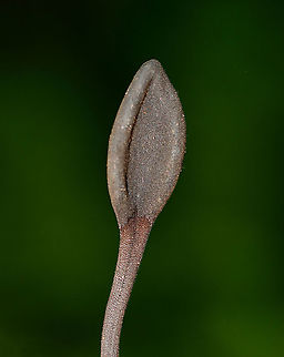 Earth Tongues - Geoglossaceae I just read that these are incredibly difficult to ID to species. I was excited to see them, but was being inundated by mosquitoes and am not too happy with the photos.

Habitat: Growing near the edge of a pond; mixed forest
https://www.jungledragon.com/image/121518/earth_tongues_-_geoglossaceae.html
https://www.jungledragon.com/image/121519/earth_tongues_-_geoglossaceae.html
https://www.jungledragon.com/image/121520/earth_tongues_-_geoglossaceae.html
https://www.jungledragon.com/image/121517/earth_tongues_-_geoglossaceae.html Geotagged,Summer,United States