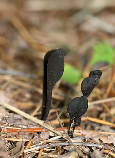 Earth Tongues - Geoglossaceae I just read that these are incredibly difficult to ID to species. I was excited to see them, but was being inundated by mosquitoes and am not too happy with the photos.

Habitat: Growing near the edge of a pond; mixed forest

https://www.jungledragon.com/image/121518/earth_tongues_-_geoglossaceae.html
https://www.jungledragon.com/image/121519/earth_tongues_-_geoglossaceae.html
https://www.jungledragon.com/image/121520/earth_tongues_-_geoglossaceae.html
https://www.jungledragon.com/image/121517/earth_tongues_-_geoglossaceae.html
 Geotagged,Summer,United States