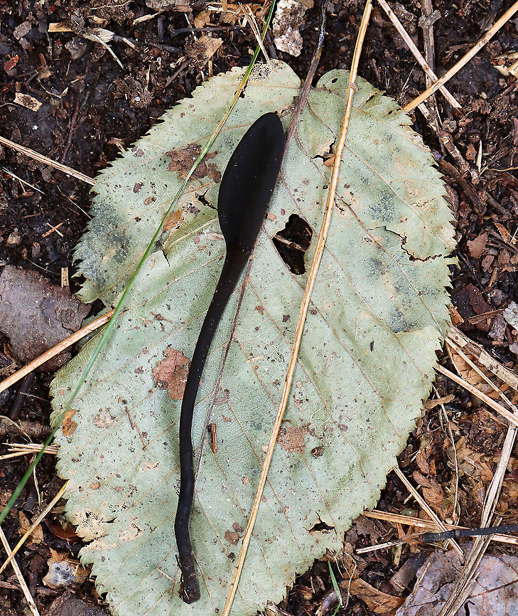 Earth Tongues - Geoglossaceae I just read that these are incredibly difficult to ID to species. I was excited to see them, but was being inundated by mosquitoes and am not too happy with the photos.<br />
<br />
Habitat: Growing near the edge of a pond; mixed forest<br />
<br />
<figure class="photo"><a href="https://www.jungledragon.com/image/121518/earth_tongues_-_geoglossaceae.html" title="Earth Tongues - Geoglossaceae"><img src="https://s3.amazonaws.com/media.jungledragon.com/images/3232/121518_thumb.jpg?AWSAccessKeyId=05GMT0V3GWVNE7GGM1R2&Expires=1769040010&Signature=UXcbfamZENLXzQLbuO77TAwrm48%3D" width="122" height="152" alt="Earth Tongues - Geoglossaceae I just read that these are incredibly difficult to ID to species. I was excited to see them, but was being inundated by mosquitoes and am not too happy with the photos.<br />
<br />
Habitat: Growing near the edge of a pond; mixed forest<br />
https://www.jungledragon.com/image/121518/earth_tongues_-_geoglossaceae.html<br />
https://www.jungledragon.com/image/121519/earth_tongues_-_geoglossaceae.html<br />
https://www.jungledragon.com/image/121520/earth_tongues_-_geoglossaceae.html<br />
https://www.jungledragon.com/image/121517/earth_tongues_-_geoglossaceae.html Geotagged,Summer,United States" /></a></figure><br />
<figure class="photo"><a href="https://www.jungledragon.com/image/121519/earth_tongues_-_geoglossaceae.html" title="Earth Tongues - Geoglossaceae"><img src="https://s3.amazonaws.com/media.jungledragon.com/images/3232/121519_thumb.jpg?AWSAccessKeyId=05GMT0V3GWVNE7GGM1R2&Expires=1769040010&Signature=iB53COmPQscGDWECZeqJ5SkDwJk%3D" width="112" height="152" alt="Earth Tongues - Geoglossaceae I just read that these are incredibly difficult to ID to species. I was excited to see them, but was being inundated by mosquitoes and am not too happy with the photos.<br />
<br />
Habitat: Growing near the edge of a pond; mixed forest<br />
<br />
https://www.jungledragon.com/image/121518/earth_tongues_-_geoglossaceae.html<br />
https://www.jungledragon.com/image/121519/earth_tongues_-_geoglossaceae.html<br />
https://www.jungledragon.com/image/121520/earth_tongues_-_geoglossaceae.html<br />
https://www.jungledragon.com/image/121517/earth_tongues_-_geoglossaceae.html<br />
 Geotagged,Summer,United States" /></a></figure><br />
<figure class="photo"><a href="https://www.jungledragon.com/image/121520/earth_tongues_-_geoglossaceae.html" title="Earth Tongues - Geoglossaceae"><img src="https://s3.amazonaws.com/media.jungledragon.com/images/3232/121520_thumb.jpg?AWSAccessKeyId=05GMT0V3GWVNE7GGM1R2&Expires=1769040010&Signature=Nvg%2BBX7NJJMN6UUX%2FcJq7M%2BnH50%3D" width="130" height="152" alt="Earth Tongues - Geoglossaceae I just read that these are incredibly difficult to ID to species. I was excited to see them, but was being inundated by mosquitoes and am not too happy with the photos.<br />
<br />
Habitat: Growing near the edge of a pond; mixed forest<br />
<br />
https://www.jungledragon.com/image/121518/earth_tongues_-_geoglossaceae.html<br />
https://www.jungledragon.com/image/121519/earth_tongues_-_geoglossaceae.html<br />
https://www.jungledragon.com/image/121520/earth_tongues_-_geoglossaceae.html<br />
https://www.jungledragon.com/image/121517/earth_tongues_-_geoglossaceae.html Geotagged,Summer,United States" /></a></figure><br />
<figure class="photo"><a href="https://www.jungledragon.com/image/121517/earth_tongues_-_geoglossaceae.html" title="Earth Tongues - Geoglossaceae"><img src="https://s3.amazonaws.com/media.jungledragon.com/images/3232/121517_thumb.jpg?AWSAccessKeyId=05GMT0V3GWVNE7GGM1R2&Expires=1769040010&Signature=l0Wvidlft078GPb8MPav%2BBruDj8%3D" width="200" height="166" alt="Earth Tongues - Geoglossaceae I just read that these are incredibly difficult to ID to species. I was excited to see them, but was being inundated by mosquitoes and am not too happy with the photos.<br />
<br />
Habitat: Growing near the edge of a pond; mixed forest<br />
<br />
https://www.jungledragon.com/image/121518/earth_tongues_-_geoglossaceae.html<br />
https://www.jungledragon.com/image/121519/earth_tongues_-_geoglossaceae.html<br />
https://www.jungledragon.com/image/121520/earth_tongues_-_geoglossaceae.html<br />
https://www.jungledragon.com/image/121517/earth_tongues_-_geoglossaceae.html Black earth tongues,Geoglossaceae,Geoglossum,Geotagged,Summer,Trichoglossum,United States,earth tongues,earthtongue,fungus,mushroom" /></a></figure> Geotagged,Summer,United States