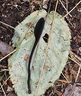 Earth Tongues - Geoglossaceae I just read that these are incredibly difficult to ID to species. I was excited to see them, but was being inundated by mosquitoes and am not too happy with the photos.

Habitat: Growing near the edge of a pond; mixed forest

https://www.jungledragon.com/image/121518/earth_tongues_-_geoglossaceae.html
https://www.jungledragon.com/image/121519/earth_tongues_-_geoglossaceae.html
https://www.jungledragon.com/image/121520/earth_tongues_-_geoglossaceae.html
https://www.jungledragon.com/image/121517/earth_tongues_-_geoglossaceae.html Geotagged,Summer,United States