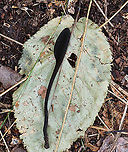Earth Tongues - Geoglossaceae I just read that these are incredibly difficult to ID to species. I was excited to see them, but was being inundated by mosquitoes and am not too happy with the photos.<br />
<br />
Habitat: Growing near the edge of a pond; mixed forest<br />
<br />
https://www.jungledragon.com/image/121518/earth_tongues_-_geoglossaceae.html<br />
https://www.jungledragon.com/image/121519/earth_tongues_-_geoglossaceae.html<br />
https://www.jungledragon.com/image/121520/earth_tongues_-_geoglossaceae.html<br />
https://www.jungledragon.com/image/121517/earth_tongues_-_geoglossaceae.html Geotagged,Summer,United States
