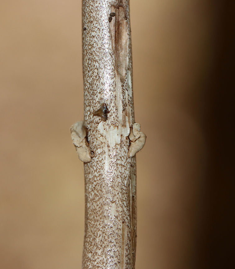 Parasol Mushroom - Macrolepiota procera *Tentative ID<br />
<br />
The cap was about 12 cm across and the mushroom was ~15-20 cm tall. Gills were crowded and free. Stipe was thin and covered in brownish scales.<br />
<br />
Habitat: Growing on the ground in a mixed, disturbed forest<br />
<figure class="photo"><a href="https://www.jungledragon.com/image/121525/parasol_mushroom_-_macrolepiota_procera.html" title="Parasol Mushroom - Macrolepiota procera"><img src="https://s3.amazonaws.com/media.jungledragon.com/images/3232/121525_thumb.jpg?AWSAccessKeyId=05GMT0V3GWVNE7GGM1R2&Expires=1769040010&Signature=tYCIKPjxw0GuSVwpjM7gqtqCDfI%3D" width="134" height="152" alt="Parasol Mushroom - Macrolepiota procera *Tentative ID<br />
<br />
The cap was about 12 cm across and the mushroom was ~15-20 cm tall. Gills were crowded and free. Stipe was thin and covered in brownish scales.<br />
<br />
Habitat: Growing on the ground in a mixed, disturbed forest<br />
https://www.jungledragon.com/image/121525/parasol_mushroom_-_macrolepiota_procera.html<br />
https://www.jungledragon.com/image/121528/parasol_mushroom_-_macrolepiota_procera.html<br />
https://www.jungledragon.com/image/121527/parasol_mushroom_-_macrolepiota_procera.html<br />
https://www.jungledragon.com/image/121526/parasol_mushroom_-_macrolepiota_procera.html Geotagged,Macrolepiota procera,Summer,United States" /></a></figure><br />
<figure class="photo"><a href="https://www.jungledragon.com/image/121528/parasol_mushroom_-_macrolepiota_procera.html" title="Parasol Mushroom - Macrolepiota procera"><img src="https://s3.amazonaws.com/media.jungledragon.com/images/3232/121528_thumb.jpg?AWSAccessKeyId=05GMT0V3GWVNE7GGM1R2&Expires=1769040010&Signature=1m3pYsXHHo12Qda6UTZgVJNRWlQ%3D" width="200" height="154" alt="Parasol Mushroom - Macrolepiota procera *Tentative ID<br />
<br />
The cap was about 12 cm across and the mushroom was ~15-20 cm tall. Gills were crowded and free. Stipe was thin and covered in brownish scales.<br />
<br />
Habitat: Growing on the ground in a mixed, disturbed forest<br />
https://www.jungledragon.com/image/121525/parasol_mushroom_-_macrolepiota_procera.html<br />
https://www.jungledragon.com/image/121528/parasol_mushroom_-_macrolepiota_procera.html<br />
https://www.jungledragon.com/image/121527/parasol_mushroom_-_macrolepiota_procera.html<br />
https://www.jungledragon.com/image/121526/parasol_mushroom_-_macrolepiota_procera.html Geotagged,Macrolepiota procera,Summer,United States" /></a></figure><br />
<figure class="photo"><a href="https://www.jungledragon.com/image/121527/parasol_mushroom_-_macrolepiota_procera.html" title="Parasol Mushroom - Macrolepiota procera"><img src="https://s3.amazonaws.com/media.jungledragon.com/images/3232/121527_thumb.jpg?AWSAccessKeyId=05GMT0V3GWVNE7GGM1R2&Expires=1769040010&Signature=IKKdj4LJO1YLwJrxOQ%2FFAPkXAQM%3D" width="200" height="134" alt="Parasol Mushroom - Macrolepiota procera *Tentative ID<br />
<br />
The cap was about 12 cm across and the mushroom was ~15-20 cm tall. Gills were crowded and free. Stipe was thin and covered in brownish scales.<br />
<br />
Habitat: Growing on the ground in a mixed, disturbed forest<br />
https://www.jungledragon.com/image/121525/parasol_mushroom_-_macrolepiota_procera.html<br />
https://www.jungledragon.com/image/121528/parasol_mushroom_-_macrolepiota_procera.html<br />
https://www.jungledragon.com/image/121527/parasol_mushroom_-_macrolepiota_procera.html<br />
https://www.jungledragon.com/image/121526/parasol_mushroom_-_macrolepiota_procera.html Geotagged,Macrolepiota procera,Summer,United States" /></a></figure><br />
<figure class="photo"><a href="https://www.jungledragon.com/image/121526/parasol_mushroom_-_macrolepiota_procera.html" title="Parasol Mushroom -  Macrolepiota procera"><img src="https://s3.amazonaws.com/media.jungledragon.com/images/3232/121526_thumb.jpg?AWSAccessKeyId=05GMT0V3GWVNE7GGM1R2&Expires=1769040010&Signature=gBD6MmGyE5PNcPAdfqj0Iw5CxMw%3D" width="132" height="152" alt="Parasol Mushroom -  Macrolepiota procera *Tentative ID<br />
<br />
The cap was about 12 cm across and the mushroom was ~15-20 cm tall. Gills were crowded and free. Stipe was thin and covered in brownish scales.<br />
<br />
Habitat: Growing on the ground in a mixed, disturbed forest<br />
https://www.jungledragon.com/image/121525/parasol_mushroom_-_macrolepiota_procera.html<br />
https://www.jungledragon.com/image/121528/parasol_mushroom_-_macrolepiota_procera.html<br />
https://www.jungledragon.com/image/121527/parasol_mushroom_-_macrolepiota_procera.html<br />
https://www.jungledragon.com/image/121526/parasol_mushroom_-_macrolepiota_procera.html Geotagged,Macrolepiota,Macrolepiota procera,Summer,United States,fungus,mushroom,parasol mushroom" /></a></figure> Geotagged,Macrolepiota procera,Summer,United States