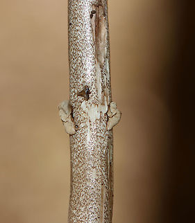 Parasol Mushroom - Macrolepiota procera *Tentative ID

The cap was about 12 cm across and the mushroom was ~15-20 cm tall. Gills were crowded and free. Stipe was thin and covered in brownish scales.

Habitat: Growing on the ground in a mixed, disturbed forest
https://www.jungledragon.com/image/121525/parasol_mushroom_-_macrolepiota_procera.html
https://www.jungledragon.com/image/121528/parasol_mushroom_-_macrolepiota_procera.html
https://www.jungledragon.com/image/121527/parasol_mushroom_-_macrolepiota_procera.html
https://www.jungledragon.com/image/121526/parasol_mushroom_-_macrolepiota_procera.html Geotagged,Macrolepiota procera,Summer,United States
