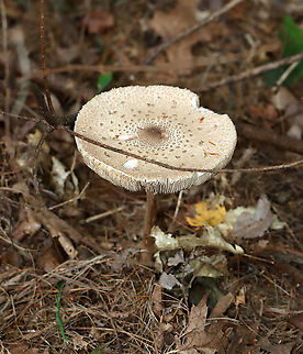 Parasol Mushroom -  Macrolepiota procera *Tentative ID

The cap was about 12 cm across and the mushroom was ~15-20 cm tall. Gills were crowded and free. Stipe was thin and covered in brownish scales.

Habitat: Growing on the ground in a mixed, disturbed forest
https://www.jungledragon.com/image/121525/parasol_mushroom_-_macrolepiota_procera.html
https://www.jungledragon.com/image/121528/parasol_mushroom_-_macrolepiota_procera.html
https://www.jungledragon.com/image/121527/parasol_mushroom_-_macrolepiota_procera.html
https://www.jungledragon.com/image/121526/parasol_mushroom_-_macrolepiota_procera.html Geotagged,Macrolepiota,Macrolepiota procera,Summer,United States,fungus,mushroom,parasol mushroom
