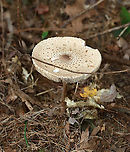 Parasol Mushroom -  Macrolepiota procera *Tentative ID<br />
<br />
The cap was about 12 cm across and the mushroom was ~15-20 cm tall. Gills were crowded and free. Stipe was thin and covered in brownish scales.<br />
<br />
Habitat: Growing on the ground in a mixed, disturbed forest<br />
https://www.jungledragon.com/image/121525/parasol_mushroom_-_macrolepiota_procera.html<br />
https://www.jungledragon.com/image/121528/parasol_mushroom_-_macrolepiota_procera.html<br />
https://www.jungledragon.com/image/121527/parasol_mushroom_-_macrolepiota_procera.html<br />
https://www.jungledragon.com/image/121526/parasol_mushroom_-_macrolepiota_procera.html Geotagged,Macrolepiota,Macrolepiota procera,Summer,United States,fungus,mushroom,parasol mushroom