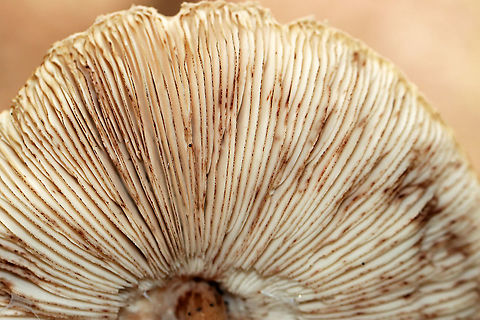 Parasol Mushroom - Macrolepiota procera *Tentative ID

The cap was about 12 cm across and the mushroom was ~15-20 cm tall. Gills were crowded and free. Stipe was thin and covered in brownish scales.

Habitat: Growing on the ground in a mixed, disturbed forest
https://www.jungledragon.com/image/121525/parasol_mushroom_-_macrolepiota_procera.html
https://www.jungledragon.com/image/121528/parasol_mushroom_-_macrolepiota_procera.html
https://www.jungledragon.com/image/121527/parasol_mushroom_-_macrolepiota_procera.html
https://www.jungledragon.com/image/121526/parasol_mushroom_-_macrolepiota_procera.html Geotagged,Macrolepiota procera,Summer,United States