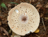 Parasol Mushroom - Macrolepiota procera *Tentative ID<br />
<br />
The cap was about 12 cm across and the mushroom was ~15-20 cm tall. Gills were crowded and free. Stipe was thin and covered in brownish scales.<br />
<br />
Habitat: Growing on the ground in a mixed, disturbed forest<br />
https://www.jungledragon.com/image/121525/parasol_mushroom_-_macrolepiota_procera.html<br />
https://www.jungledragon.com/image/121528/parasol_mushroom_-_macrolepiota_procera.html<br />
https://www.jungledragon.com/image/121527/parasol_mushroom_-_macrolepiota_procera.html<br />
https://www.jungledragon.com/image/121526/parasol_mushroom_-_macrolepiota_procera.html Geotagged,Macrolepiota procera,Summer,United States