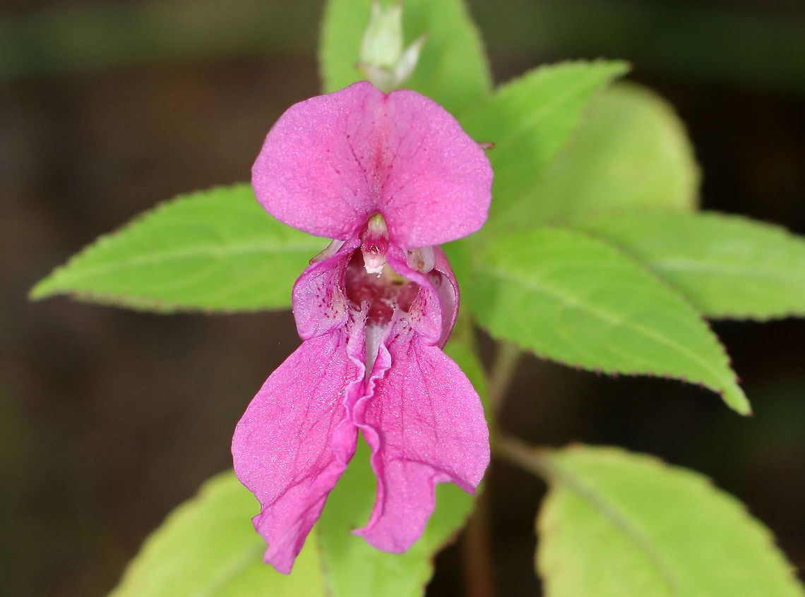 Himalayan Balsam - Impatiens glandulifera *Severely Invasive*<br />
<br />
Habitat: Growing along a rocky coastline<br />
<figure class="photo"><a href="https://www.jungledragon.com/image/121681/himalayan_balsam_-_impatiens_glandulifera.html" title="Himalayan Balsam - Impatiens glandulifera"><img src="https://s3.amazonaws.com/media.jungledragon.com/images/3232/121681_thumb.jpg?AWSAccessKeyId=05GMT0V3GWVNE7GGM1R2&Expires=1769040010&Signature=4yiA%2BWRCZ49pQ8ctA3Y6Bv7h6UY%3D" width="200" height="150" alt="Himalayan Balsam - Impatiens glandulifera *Severely Invasive*<br />
<br />
Habitat: Growing along a rocky coastline<br />
https://www.jungledragon.com/image/121681/himalayan_balsam_-_impatiens_glandulifera.html<br />
https://www.jungledragon.com/image/121683/himalayan_balsam_-_impatiens_glandulifera.html<br />
https://www.jungledragon.com/image/121682/himalayan_balsam_-_impatiens_glandulifera.html Geotagged,Himalayan Balsam,Impatiens,Impatiens glandulifera,Summer,United States" /></a></figure><br />
<figure class="photo"><a href="https://www.jungledragon.com/image/121683/himalayan_balsam_-_impatiens_glandulifera.html" title="Himalayan Balsam - Impatiens glandulifera"><img src="https://s3.amazonaws.com/media.jungledragon.com/images/3232/121683_thumb.jpg?AWSAccessKeyId=05GMT0V3GWVNE7GGM1R2&Expires=1769040010&Signature=ipDQubHUyGVlSi%2FXuOngQhKgzlA%3D" width="106" height="152" alt="Himalayan Balsam - Impatiens glandulifera *Severely Invasive*<br />
<br />
Habitat: Growing along a rocky coastline<br />
https://www.jungledragon.com/image/121681/himalayan_balsam_-_impatiens_glandulifera.html<br />
https://www.jungledragon.com/image/121683/himalayan_balsam_-_impatiens_glandulifera.html<br />
https://www.jungledragon.com/image/121682/himalayan_balsam_-_impatiens_glandulifera.html Geotagged,Himalayan Balsam,Impatiens glandulifera,Summer,United States" /></a></figure><br />
<figure class="photo"><a href="https://www.jungledragon.com/image/121682/himalayan_balsam_-_impatiens_glandulifera.html" title="Himalayan Balsam - Impatiens glandulifera"><img src="https://s3.amazonaws.com/media.jungledragon.com/images/3232/121682_thumb.jpg?AWSAccessKeyId=05GMT0V3GWVNE7GGM1R2&Expires=1769040010&Signature=b3Q0nn1%2FACxHZ13xrqXedAzUvsA%3D" width="200" height="150" alt="Himalayan Balsam - Impatiens glandulifera *Severely Invasive*<br />
<br />
Habitat: Growing along a rocky coastline<br />
https://www.jungledragon.com/image/121681/himalayan_balsam_-_impatiens_glandulifera.html<br />
https://www.jungledragon.com/image/121683/himalayan_balsam_-_impatiens_glandulifera.html<br />
https://www.jungledragon.com/image/121682/himalayan_balsam_-_impatiens_glandulifera.html Geotagged,Himalayan Balsam,Impatiens glandulifera,Summer,United States" /></a></figure> Geotagged,Himalayan Balsam,Impatiens,Impatiens glandulifera,Summer,United States