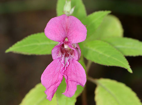 Himalayan Balsam - Impatiens glandulifera *Severely Invasive*

Habitat: Growing along a rocky coastline
https://www.jungledragon.com/image/121681/himalayan_balsam_-_impatiens_glandulifera.html
https://www.jungledragon.com/image/121683/himalayan_balsam_-_impatiens_glandulifera.html
https://www.jungledragon.com/image/121682/himalayan_balsam_-_impatiens_glandulifera.html Geotagged,Himalayan Balsam,Impatiens,Impatiens glandulifera,Summer,United States