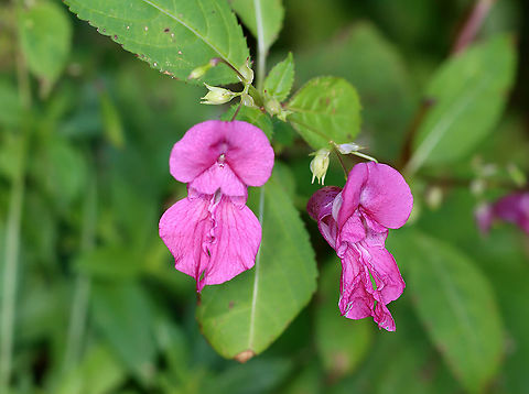 Himalayan Balsam - Impatiens glandulifera *Severely Invasive*

Habitat: Growing along a rocky coastline
https://www.jungledragon.com/image/121681/himalayan_balsam_-_impatiens_glandulifera.html
https://www.jungledragon.com/image/121683/himalayan_balsam_-_impatiens_glandulifera.html
https://www.jungledragon.com/image/121682/himalayan_balsam_-_impatiens_glandulifera.html Geotagged,Himalayan Balsam,Impatiens glandulifera,Summer,United States