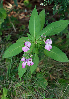 Himalayan Balsam - Impatiens glandulifera *Severely Invasive*

Habitat: Growing along a rocky coastline
https://www.jungledragon.com/image/121681/himalayan_balsam_-_impatiens_glandulifera.html
https://www.jungledragon.com/image/121683/himalayan_balsam_-_impatiens_glandulifera.html
https://www.jungledragon.com/image/121682/himalayan_balsam_-_impatiens_glandulifera.html Geotagged,Himalayan Balsam,Impatiens glandulifera,Summer,United States