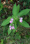 Himalayan Balsam - Impatiens glandulifera *Severely Invasive*<br />
<br />
Habitat: Growing along a rocky coastline<br />
https://www.jungledragon.com/image/121681/himalayan_balsam_-_impatiens_glandulifera.html<br />
https://www.jungledragon.com/image/121683/himalayan_balsam_-_impatiens_glandulifera.html<br />
https://www.jungledragon.com/image/121682/himalayan_balsam_-_impatiens_glandulifera.html Geotagged,Himalayan Balsam,Impatiens glandulifera,Summer,United States