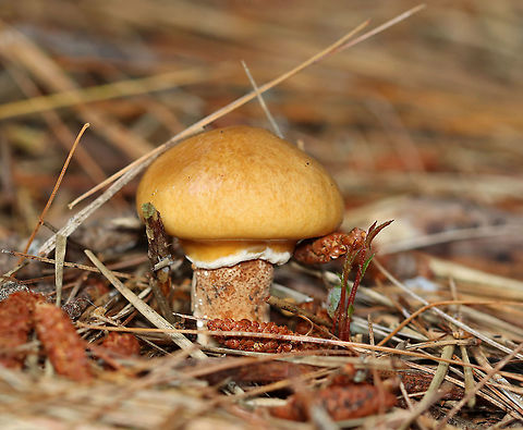 Slippery Jill  - Suillus salmonicolor Habitat: Growing on the ground, alone and in small clusters, in a disturbed area of a mostly coniferous forest. Geotagged,Slippery Jill,Suillus,Suillus salmonicolor,Summer,United States,fungus,mushroom