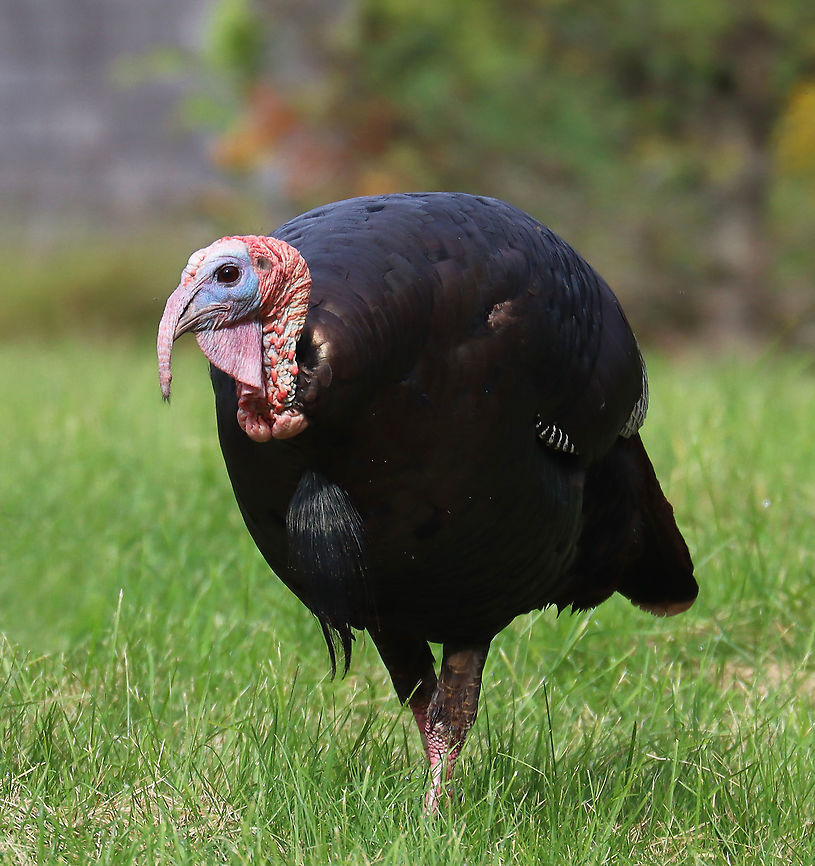 Wild Turkey (Male/Tom) - Meleagris gallopavo You can tell that this is a male because of the long snood dangling over his beak. Also, he has a beard (long hairs), and a big wattle (red, dangling thing on the neck)<br />
<br />
Habitat: There was a rafter of turkeys hanging out in a grassy spot that was situated between a forest and the coastline.<br />
<br />
Fun fact: When excited, their head, wattle, and snood can turn several different colors based on their mood.<br />
<figure class="photo"><a href="https://www.jungledragon.com/image/121688/rafter_of_wild_turkeys_-_meleagris_gallopavo.html" title="Rafter of Wild Turkeys - Meleagris gallopavo"><img src="https://s3.amazonaws.com/media.jungledragon.com/images/3232/121688_thumb.jpg?AWSAccessKeyId=05GMT0V3GWVNE7GGM1R2&Expires=1759968010&Signature=38RnHUZ%2BIivKyB9cj1PyCKtH1ds%3D" width="200" height="130" alt="Rafter of Wild Turkeys - Meleagris gallopavo Habitat: There was a rafter of turkeys hanging out in a grassy spot that was situated between a forest and the coastline.<br />
<br />
Fun fact: When excited, their head, wattle, and snood can turn several different colors based on their mood. <br />
<br />
https://www.jungledragon.com/image/121688/rafter_of_wild_turkeys_-_meleagris_gallopavo.html<br />
https://www.jungledragon.com/image/121691/wild_turkeys_-_meleagris_gallopavo.html<br />
https://www.jungledragon.com/image/121687/wild_turkey_maletom_-_meleagris_gallopavo.html<br />
https://www.jungledragon.com/image/121690/wild_turkey_maletom_-_meleagris_gallopavo.html<br />
https://www.jungledragon.com/image/121689/wild_turkey_maletom_-_meleagris_gallopavo.html Geotagged,Meleagris gallopavo,Summer,United States,Wild turkey,flock,rafter" /></a></figure><br />
<figure class="photo"><a href="https://www.jungledragon.com/image/121691/wild_turkeys_-_meleagris_gallopavo.html" title="Wild Turkeys - Meleagris gallopavo"><img src="https://s3.amazonaws.com/media.jungledragon.com/images/3232/121691_thumb.jpg?AWSAccessKeyId=05GMT0V3GWVNE7GGM1R2&Expires=1759968010&Signature=4RUCvkcA05JRdSsY3p6SY8GTFrE%3D" width="200" height="142" alt="Wild Turkeys - Meleagris gallopavo The turkey on the left is the hen and the one on the right is the tom. He stuck by her side and was very protective of her. <br />
<br />
Habitat: There was a rafter of turkeys hanging out in a grassy spot that was situated between a forest and the coastline.<br />
<br />
Fun fact: When excited, their head, wattle, and snood can turn several different colors based on their mood.<br />
<br />
https://www.jungledragon.com/image/121688/rafter_of_wild_turkeys_-_meleagris_gallopavo.html<br />
https://www.jungledragon.com/image/121691/wild_turkeys_-_meleagris_gallopavo.html<br />
https://www.jungledragon.com/image/121687/wild_turkey_maletom_-_meleagris_gallopavo.html<br />
https://www.jungledragon.com/image/121690/wild_turkey_maletom_-_meleagris_gallopavo.html<br />
https://www.jungledragon.com/image/121689/wild_turkey_maletom_-_meleagris_gallopavo.html Geotagged,Meleagris gallopavo,Summer,Tom,United States,Wild turkey,hen" /></a></figure><br />
<figure class="photo"><a href="https://www.jungledragon.com/image/121687/wild_turkey_maletom_-_meleagris_gallopavo.html" title="Wild Turkey (Male/Tom) - Meleagris gallopavo"><img src="https://s3.amazonaws.com/media.jungledragon.com/images/3232/121687_thumb.jpg?AWSAccessKeyId=05GMT0V3GWVNE7GGM1R2&Expires=1759968010&Signature=cmSFIJV1%2BfpE4Kv6adeH2P2VP%2BE%3D" width="144" height="152" alt="Wild Turkey (Male/Tom) - Meleagris gallopavo You can tell that this is a male because of the long snood dangling over his beak. Also, he has a beard (long hairs), and a big wattle (red, dangling thing on the neck)<br />
<br />
Habitat: There was a rafter of turkeys hanging out in a grassy spot that was situated between a forest and the coastline.<br />
<br />
Fun fact: When excited, their head, wattle, and snood can turn several different colors based on their mood.<br />
https://www.jungledragon.com/image/121688/rafter_of_wild_turkeys_-_meleagris_gallopavo.html<br />
https://www.jungledragon.com/image/121691/wild_turkeys_-_meleagris_gallopavo.html<br />
https://www.jungledragon.com/image/121687/wild_turkey_maletom_-_meleagris_gallopavo.html<br />
https://www.jungledragon.com/image/121690/wild_turkey_maletom_-_meleagris_gallopavo.html<br />
https://www.jungledragon.com/image/121689/wild_turkey_maletom_-_meleagris_gallopavo.html Geotagged,Meleagris,Meleagris gallopavo,Summer,Tom,United States,Wild turkey,male turkey,turkey" /></a></figure><br />
<figure class="photo"><a href="https://www.jungledragon.com/image/121690/wild_turkey_maletom_-_meleagris_gallopavo.html" title="Wild Turkey (Male/Tom) - Meleagris gallopavo"><img src="https://s3.amazonaws.com/media.jungledragon.com/images/3232/121690_thumb.jpg?AWSAccessKeyId=05GMT0V3GWVNE7GGM1R2&Expires=1759968010&Signature=sr69D2w4kyx2mowjyKwMNshtod4%3D" width="200" height="152" alt="Wild Turkey (Male/Tom) - Meleagris gallopavo You can tell that this is a male because of the long snood dangling over his beak. Also, he has a beard (long hairs), and a big wattle (red, dangling thing on the neck)<br />
<br />
Habitat: There was a rafter of turkeys hanging out in a grassy spot that was situated between a forest and the coastline.<br />
<br />
Fun fact: When excited, their head, wattle, and snood can turn several different colors based on their mood.<br />
https://www.jungledragon.com/image/121688/rafter_of_wild_turkeys_-_meleagris_gallopavo.html<br />
https://www.jungledragon.com/image/121691/wild_turkeys_-_meleagris_gallopavo.html<br />
https://www.jungledragon.com/image/121687/wild_turkey_maletom_-_meleagris_gallopavo.html<br />
https://www.jungledragon.com/image/121690/wild_turkey_maletom_-_meleagris_gallopavo.html<br />
https://www.jungledragon.com/image/121689/wild_turkey_maletom_-_meleagris_gallopavo.html Geotagged,Meleagris gallopavo,Summer,United States,Wild turkey" /></a></figure><br />
<figure class="photo"><a href="https://www.jungledragon.com/image/121689/wild_turkey_maletom_-_meleagris_gallopavo.html" title="Wild Turkey (Male/Tom) - Meleagris gallopavo"><img src="https://s3.amazonaws.com/media.jungledragon.com/images/3232/121689_thumb.jpg?AWSAccessKeyId=05GMT0V3GWVNE7GGM1R2&Expires=1759968010&Signature=PqX69%2BtQBTnRVhirv3sUx4byUBc%3D" width="200" height="140" alt="Wild Turkey (Male/Tom) - Meleagris gallopavo You can tell that this is a male because of the long snood dangling over his beak. Also, he has a beard (long hairs), and a big wattle (red, dangling thing on the neck)<br />
<br />
Habitat: There was a rafter of turkeys hanging out in a grassy spot that was situated between a forest and the coastline.<br />
<br />
Fun fact: When excited, their head, wattle, and snood can turn several different colors based on their mood.<br />
https://www.jungledragon.com/image/121688/rafter_of_wild_turkeys_-_meleagris_gallopavo.html<br />
https://www.jungledragon.com/image/121691/wild_turkeys_-_meleagris_gallopavo.html<br />
https://www.jungledragon.com/image/121687/wild_turkey_maletom_-_meleagris_gallopavo.html<br />
https://www.jungledragon.com/image/121690/wild_turkey_maletom_-_meleagris_gallopavo.html<br />
https://www.jungledragon.com/image/121689/wild_turkey_maletom_-_meleagris_gallopavo.html Geotagged,Meleagris gallopavo,Summer,United States,Wild turkey" /></a></figure> Geotagged,Meleagris,Meleagris gallopavo,Summer,Tom,United States,Wild turkey,male turkey,turkey