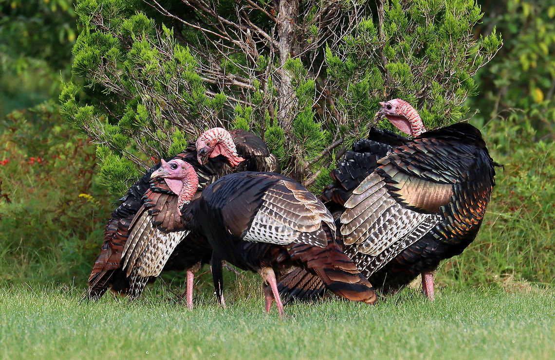 Rafter of Wild Turkeys - Meleagris gallopavo Habitat: There was a rafter of turkeys hanging out in a grassy spot that was situated between a forest and the coastline.<br />
<br />
Fun fact: When excited, their head, wattle, and snood can turn several different colors based on their mood. <br />
<br />
<figure class="photo"><a href="https://www.jungledragon.com/image/121688/rafter_of_wild_turkeys_-_meleagris_gallopavo.html" title="Rafter of Wild Turkeys - Meleagris gallopavo"><img src="https://s3.amazonaws.com/media.jungledragon.com/images/3232/121688_thumb.jpg?AWSAccessKeyId=05GMT0V3GWVNE7GGM1R2&Expires=1767225610&Signature=D%2BVBJ6NR3dVpit4%2BrQrSHqR3riQ%3D" width="200" height="130" alt="Rafter of Wild Turkeys - Meleagris gallopavo Habitat: There was a rafter of turkeys hanging out in a grassy spot that was situated between a forest and the coastline.<br />
<br />
Fun fact: When excited, their head, wattle, and snood can turn several different colors based on their mood. <br />
<br />
https://www.jungledragon.com/image/121688/rafter_of_wild_turkeys_-_meleagris_gallopavo.html<br />
https://www.jungledragon.com/image/121691/wild_turkeys_-_meleagris_gallopavo.html<br />
https://www.jungledragon.com/image/121687/wild_turkey_maletom_-_meleagris_gallopavo.html<br />
https://www.jungledragon.com/image/121690/wild_turkey_maletom_-_meleagris_gallopavo.html<br />
https://www.jungledragon.com/image/121689/wild_turkey_maletom_-_meleagris_gallopavo.html Geotagged,Meleagris gallopavo,Summer,United States,Wild turkey,flock,rafter" /></a></figure><br />
<figure class="photo"><a href="https://www.jungledragon.com/image/121691/wild_turkeys_-_meleagris_gallopavo.html" title="Wild Turkeys - Meleagris gallopavo"><img src="https://s3.amazonaws.com/media.jungledragon.com/images/3232/121691_thumb.jpg?AWSAccessKeyId=05GMT0V3GWVNE7GGM1R2&Expires=1767225610&Signature=9ngtzvoFFvIRaZm83a%2B5Yj3%2BVIg%3D" width="200" height="142" alt="Wild Turkeys - Meleagris gallopavo The turkey on the left is the hen and the one on the right is the tom. He stuck by her side and was very protective of her. <br />
<br />
Habitat: There was a rafter of turkeys hanging out in a grassy spot that was situated between a forest and the coastline.<br />
<br />
Fun fact: When excited, their head, wattle, and snood can turn several different colors based on their mood.<br />
<br />
https://www.jungledragon.com/image/121688/rafter_of_wild_turkeys_-_meleagris_gallopavo.html<br />
https://www.jungledragon.com/image/121691/wild_turkeys_-_meleagris_gallopavo.html<br />
https://www.jungledragon.com/image/121687/wild_turkey_maletom_-_meleagris_gallopavo.html<br />
https://www.jungledragon.com/image/121690/wild_turkey_maletom_-_meleagris_gallopavo.html<br />
https://www.jungledragon.com/image/121689/wild_turkey_maletom_-_meleagris_gallopavo.html Geotagged,Meleagris gallopavo,Summer,Tom,United States,Wild turkey,hen" /></a></figure><br />
<figure class="photo"><a href="https://www.jungledragon.com/image/121687/wild_turkey_maletom_-_meleagris_gallopavo.html" title="Wild Turkey (Male/Tom) - Meleagris gallopavo"><img src="https://s3.amazonaws.com/media.jungledragon.com/images/3232/121687_thumb.jpg?AWSAccessKeyId=05GMT0V3GWVNE7GGM1R2&Expires=1767225610&Signature=pjhngfWtBUJ9QbEj0p9nF9zalbo%3D" width="144" height="152" alt="Wild Turkey (Male/Tom) - Meleagris gallopavo You can tell that this is a male because of the long snood dangling over his beak. Also, he has a beard (long hairs), and a big wattle (red, dangling thing on the neck)<br />
<br />
Habitat: There was a rafter of turkeys hanging out in a grassy spot that was situated between a forest and the coastline.<br />
<br />
Fun fact: When excited, their head, wattle, and snood can turn several different colors based on their mood.<br />
https://www.jungledragon.com/image/121688/rafter_of_wild_turkeys_-_meleagris_gallopavo.html<br />
https://www.jungledragon.com/image/121691/wild_turkeys_-_meleagris_gallopavo.html<br />
https://www.jungledragon.com/image/121687/wild_turkey_maletom_-_meleagris_gallopavo.html<br />
https://www.jungledragon.com/image/121690/wild_turkey_maletom_-_meleagris_gallopavo.html<br />
https://www.jungledragon.com/image/121689/wild_turkey_maletom_-_meleagris_gallopavo.html Geotagged,Meleagris,Meleagris gallopavo,Summer,Tom,United States,Wild turkey,male turkey,turkey" /></a></figure><br />
<figure class="photo"><a href="https://www.jungledragon.com/image/121690/wild_turkey_maletom_-_meleagris_gallopavo.html" title="Wild Turkey (Male/Tom) - Meleagris gallopavo"><img src="https://s3.amazonaws.com/media.jungledragon.com/images/3232/121690_thumb.jpg?AWSAccessKeyId=05GMT0V3GWVNE7GGM1R2&Expires=1767225610&Signature=%2BlBE1v0aAWMMf85%2Bq2EHayI5PHA%3D" width="200" height="152" alt="Wild Turkey (Male/Tom) - Meleagris gallopavo You can tell that this is a male because of the long snood dangling over his beak. Also, he has a beard (long hairs), and a big wattle (red, dangling thing on the neck)<br />
<br />
Habitat: There was a rafter of turkeys hanging out in a grassy spot that was situated between a forest and the coastline.<br />
<br />
Fun fact: When excited, their head, wattle, and snood can turn several different colors based on their mood.<br />
https://www.jungledragon.com/image/121688/rafter_of_wild_turkeys_-_meleagris_gallopavo.html<br />
https://www.jungledragon.com/image/121691/wild_turkeys_-_meleagris_gallopavo.html<br />
https://www.jungledragon.com/image/121687/wild_turkey_maletom_-_meleagris_gallopavo.html<br />
https://www.jungledragon.com/image/121690/wild_turkey_maletom_-_meleagris_gallopavo.html<br />
https://www.jungledragon.com/image/121689/wild_turkey_maletom_-_meleagris_gallopavo.html Geotagged,Meleagris gallopavo,Summer,United States,Wild turkey" /></a></figure><br />
<figure class="photo"><a href="https://www.jungledragon.com/image/121689/wild_turkey_maletom_-_meleagris_gallopavo.html" title="Wild Turkey (Male/Tom) - Meleagris gallopavo"><img src="https://s3.amazonaws.com/media.jungledragon.com/images/3232/121689_thumb.jpg?AWSAccessKeyId=05GMT0V3GWVNE7GGM1R2&Expires=1767225610&Signature=%2B66ZEhktaC6y2OsXgBp2ACjETos%3D" width="200" height="140" alt="Wild Turkey (Male/Tom) - Meleagris gallopavo You can tell that this is a male because of the long snood dangling over his beak. Also, he has a beard (long hairs), and a big wattle (red, dangling thing on the neck)<br />
<br />
Habitat: There was a rafter of turkeys hanging out in a grassy spot that was situated between a forest and the coastline.<br />
<br />
Fun fact: When excited, their head, wattle, and snood can turn several different colors based on their mood.<br />
https://www.jungledragon.com/image/121688/rafter_of_wild_turkeys_-_meleagris_gallopavo.html<br />
https://www.jungledragon.com/image/121691/wild_turkeys_-_meleagris_gallopavo.html<br />
https://www.jungledragon.com/image/121687/wild_turkey_maletom_-_meleagris_gallopavo.html<br />
https://www.jungledragon.com/image/121690/wild_turkey_maletom_-_meleagris_gallopavo.html<br />
https://www.jungledragon.com/image/121689/wild_turkey_maletom_-_meleagris_gallopavo.html Geotagged,Meleagris gallopavo,Summer,United States,Wild turkey" /></a></figure> Geotagged,Meleagris gallopavo,Summer,United States,Wild turkey,flock,rafter