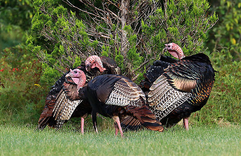 Rafter of Wild Turkeys - Meleagris gallopavo Habitat: There was a rafter of turkeys hanging out in a grassy spot that was situated between a forest and the coastline.

Fun fact: When excited, their head, wattle, and snood can turn several different colors based on their mood. 

https://www.jungledragon.com/image/121688/rafter_of_wild_turkeys_-_meleagris_gallopavo.html
https://www.jungledragon.com/image/121691/wild_turkeys_-_meleagris_gallopavo.html
https://www.jungledragon.com/image/121687/wild_turkey_maletom_-_meleagris_gallopavo.html
https://www.jungledragon.com/image/121690/wild_turkey_maletom_-_meleagris_gallopavo.html
https://www.jungledragon.com/image/121689/wild_turkey_maletom_-_meleagris_gallopavo.html Geotagged,Meleagris gallopavo,Summer,United States,Wild turkey,flock,rafter