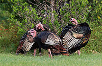 Rafter of Wild Turkeys - Meleagris gallopavo Habitat: There was a rafter of turkeys hanging out in a grassy spot that was situated between a forest and the coastline.<br />
<br />
Fun fact: When excited, their head, wattle, and snood can turn several different colors based on their mood. <br />
<br />
https://www.jungledragon.com/image/121688/rafter_of_wild_turkeys_-_meleagris_gallopavo.html<br />
https://www.jungledragon.com/image/121691/wild_turkeys_-_meleagris_gallopavo.html<br />
https://www.jungledragon.com/image/121687/wild_turkey_maletom_-_meleagris_gallopavo.html<br />
https://www.jungledragon.com/image/121690/wild_turkey_maletom_-_meleagris_gallopavo.html<br />
https://www.jungledragon.com/image/121689/wild_turkey_maletom_-_meleagris_gallopavo.html Geotagged,Meleagris gallopavo,Summer,United States,Wild turkey,flock,rafter