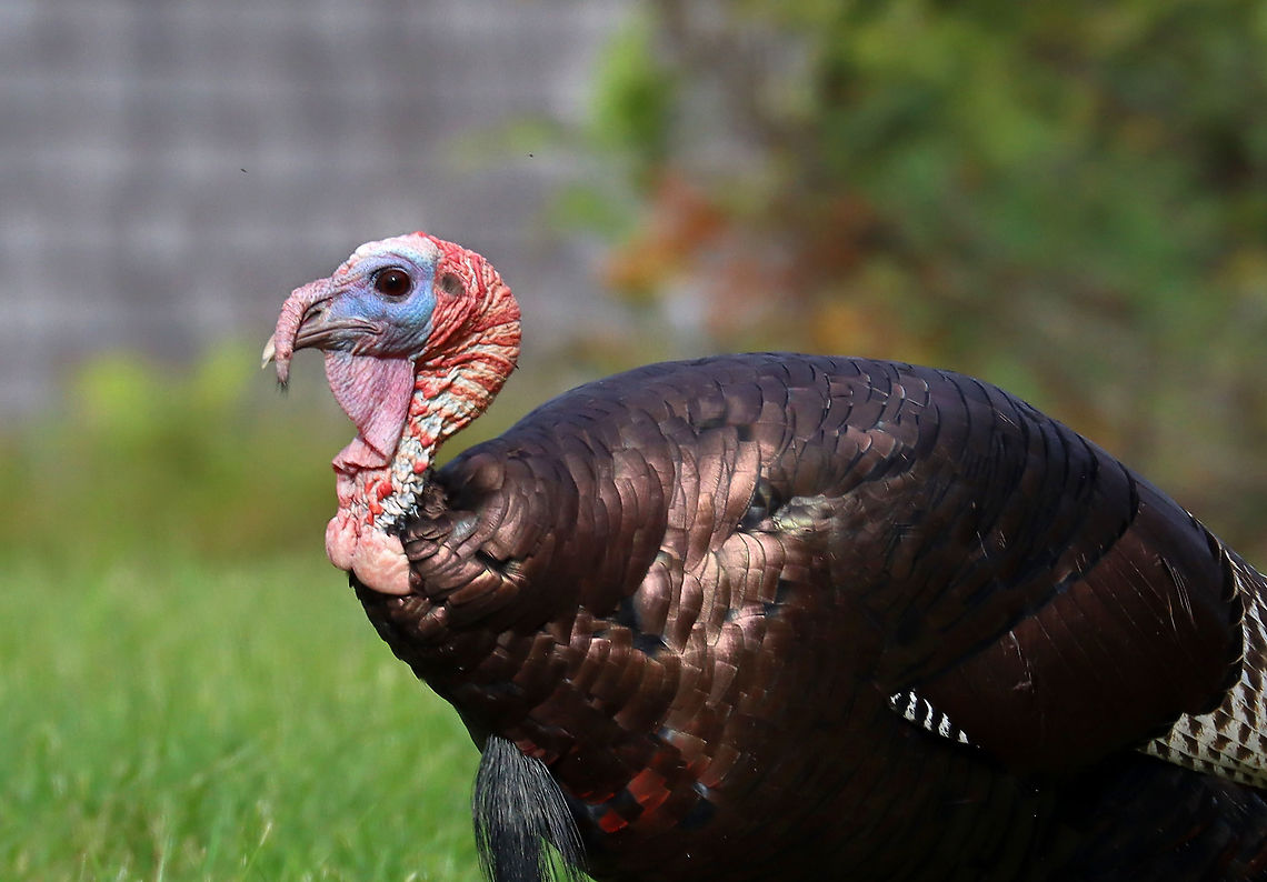 Wild Turkey (Male/Tom) - Meleagris gallopavo You can tell that this is a male because of the long snood dangling over his beak. Also, he has a beard (long hairs), and a big wattle (red, dangling thing on the neck)<br />
<br />
Habitat: There was a rafter of turkeys hanging out in a grassy spot that was situated between a forest and the coastline.<br />
<br />
Fun fact: When excited, their head, wattle, and snood can turn several different colors based on their mood.<br />
<figure class="photo"><a href="https://www.jungledragon.com/image/121688/rafter_of_wild_turkeys_-_meleagris_gallopavo.html" title="Rafter of Wild Turkeys - Meleagris gallopavo"><img src="https://s3.amazonaws.com/media.jungledragon.com/images/3232/121688_thumb.jpg?AWSAccessKeyId=05GMT0V3GWVNE7GGM1R2&Expires=1767225610&Signature=D%2BVBJ6NR3dVpit4%2BrQrSHqR3riQ%3D" width="200" height="130" alt="Rafter of Wild Turkeys - Meleagris gallopavo Habitat: There was a rafter of turkeys hanging out in a grassy spot that was situated between a forest and the coastline.<br />
<br />
Fun fact: When excited, their head, wattle, and snood can turn several different colors based on their mood. <br />
<br />
https://www.jungledragon.com/image/121688/rafter_of_wild_turkeys_-_meleagris_gallopavo.html<br />
https://www.jungledragon.com/image/121691/wild_turkeys_-_meleagris_gallopavo.html<br />
https://www.jungledragon.com/image/121687/wild_turkey_maletom_-_meleagris_gallopavo.html<br />
https://www.jungledragon.com/image/121690/wild_turkey_maletom_-_meleagris_gallopavo.html<br />
https://www.jungledragon.com/image/121689/wild_turkey_maletom_-_meleagris_gallopavo.html Geotagged,Meleagris gallopavo,Summer,United States,Wild turkey,flock,rafter" /></a></figure><br />
<figure class="photo"><a href="https://www.jungledragon.com/image/121691/wild_turkeys_-_meleagris_gallopavo.html" title="Wild Turkeys - Meleagris gallopavo"><img src="https://s3.amazonaws.com/media.jungledragon.com/images/3232/121691_thumb.jpg?AWSAccessKeyId=05GMT0V3GWVNE7GGM1R2&Expires=1767225610&Signature=9ngtzvoFFvIRaZm83a%2B5Yj3%2BVIg%3D" width="200" height="142" alt="Wild Turkeys - Meleagris gallopavo The turkey on the left is the hen and the one on the right is the tom. He stuck by her side and was very protective of her. <br />
<br />
Habitat: There was a rafter of turkeys hanging out in a grassy spot that was situated between a forest and the coastline.<br />
<br />
Fun fact: When excited, their head, wattle, and snood can turn several different colors based on their mood.<br />
<br />
https://www.jungledragon.com/image/121688/rafter_of_wild_turkeys_-_meleagris_gallopavo.html<br />
https://www.jungledragon.com/image/121691/wild_turkeys_-_meleagris_gallopavo.html<br />
https://www.jungledragon.com/image/121687/wild_turkey_maletom_-_meleagris_gallopavo.html<br />
https://www.jungledragon.com/image/121690/wild_turkey_maletom_-_meleagris_gallopavo.html<br />
https://www.jungledragon.com/image/121689/wild_turkey_maletom_-_meleagris_gallopavo.html Geotagged,Meleagris gallopavo,Summer,Tom,United States,Wild turkey,hen" /></a></figure><br />
<figure class="photo"><a href="https://www.jungledragon.com/image/121687/wild_turkey_maletom_-_meleagris_gallopavo.html" title="Wild Turkey (Male/Tom) - Meleagris gallopavo"><img src="https://s3.amazonaws.com/media.jungledragon.com/images/3232/121687_thumb.jpg?AWSAccessKeyId=05GMT0V3GWVNE7GGM1R2&Expires=1767225610&Signature=pjhngfWtBUJ9QbEj0p9nF9zalbo%3D" width="144" height="152" alt="Wild Turkey (Male/Tom) - Meleagris gallopavo You can tell that this is a male because of the long snood dangling over his beak. Also, he has a beard (long hairs), and a big wattle (red, dangling thing on the neck)<br />
<br />
Habitat: There was a rafter of turkeys hanging out in a grassy spot that was situated between a forest and the coastline.<br />
<br />
Fun fact: When excited, their head, wattle, and snood can turn several different colors based on their mood.<br />
https://www.jungledragon.com/image/121688/rafter_of_wild_turkeys_-_meleagris_gallopavo.html<br />
https://www.jungledragon.com/image/121691/wild_turkeys_-_meleagris_gallopavo.html<br />
https://www.jungledragon.com/image/121687/wild_turkey_maletom_-_meleagris_gallopavo.html<br />
https://www.jungledragon.com/image/121690/wild_turkey_maletom_-_meleagris_gallopavo.html<br />
https://www.jungledragon.com/image/121689/wild_turkey_maletom_-_meleagris_gallopavo.html Geotagged,Meleagris,Meleagris gallopavo,Summer,Tom,United States,Wild turkey,male turkey,turkey" /></a></figure><br />
<figure class="photo"><a href="https://www.jungledragon.com/image/121690/wild_turkey_maletom_-_meleagris_gallopavo.html" title="Wild Turkey (Male/Tom) - Meleagris gallopavo"><img src="https://s3.amazonaws.com/media.jungledragon.com/images/3232/121690_thumb.jpg?AWSAccessKeyId=05GMT0V3GWVNE7GGM1R2&Expires=1767225610&Signature=%2BlBE1v0aAWMMf85%2Bq2EHayI5PHA%3D" width="200" height="152" alt="Wild Turkey (Male/Tom) - Meleagris gallopavo You can tell that this is a male because of the long snood dangling over his beak. Also, he has a beard (long hairs), and a big wattle (red, dangling thing on the neck)<br />
<br />
Habitat: There was a rafter of turkeys hanging out in a grassy spot that was situated between a forest and the coastline.<br />
<br />
Fun fact: When excited, their head, wattle, and snood can turn several different colors based on their mood.<br />
https://www.jungledragon.com/image/121688/rafter_of_wild_turkeys_-_meleagris_gallopavo.html<br />
https://www.jungledragon.com/image/121691/wild_turkeys_-_meleagris_gallopavo.html<br />
https://www.jungledragon.com/image/121687/wild_turkey_maletom_-_meleagris_gallopavo.html<br />
https://www.jungledragon.com/image/121690/wild_turkey_maletom_-_meleagris_gallopavo.html<br />
https://www.jungledragon.com/image/121689/wild_turkey_maletom_-_meleagris_gallopavo.html Geotagged,Meleagris gallopavo,Summer,United States,Wild turkey" /></a></figure><br />
<figure class="photo"><a href="https://www.jungledragon.com/image/121689/wild_turkey_maletom_-_meleagris_gallopavo.html" title="Wild Turkey (Male/Tom) - Meleagris gallopavo"><img src="https://s3.amazonaws.com/media.jungledragon.com/images/3232/121689_thumb.jpg?AWSAccessKeyId=05GMT0V3GWVNE7GGM1R2&Expires=1767225610&Signature=%2B66ZEhktaC6y2OsXgBp2ACjETos%3D" width="200" height="140" alt="Wild Turkey (Male/Tom) - Meleagris gallopavo You can tell that this is a male because of the long snood dangling over his beak. Also, he has a beard (long hairs), and a big wattle (red, dangling thing on the neck)<br />
<br />
Habitat: There was a rafter of turkeys hanging out in a grassy spot that was situated between a forest and the coastline.<br />
<br />
Fun fact: When excited, their head, wattle, and snood can turn several different colors based on their mood.<br />
https://www.jungledragon.com/image/121688/rafter_of_wild_turkeys_-_meleagris_gallopavo.html<br />
https://www.jungledragon.com/image/121691/wild_turkeys_-_meleagris_gallopavo.html<br />
https://www.jungledragon.com/image/121687/wild_turkey_maletom_-_meleagris_gallopavo.html<br />
https://www.jungledragon.com/image/121690/wild_turkey_maletom_-_meleagris_gallopavo.html<br />
https://www.jungledragon.com/image/121689/wild_turkey_maletom_-_meleagris_gallopavo.html Geotagged,Meleagris gallopavo,Summer,United States,Wild turkey" /></a></figure> Geotagged,Meleagris gallopavo,Summer,United States,Wild turkey