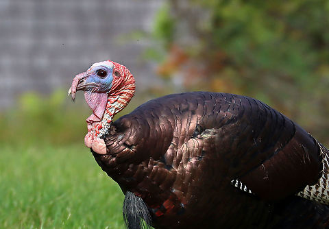 Wild Turkey (Male/Tom) - Meleagris gallopavo You can tell that this is a male because of the long snood dangling over his beak. Also, he has a beard (long hairs), and a big wattle (red, dangling thing on the neck)

Habitat: There was a rafter of turkeys hanging out in a grassy spot that was situated between a forest and the coastline.

Fun fact: When excited, their head, wattle, and snood can turn several different colors based on their mood.
https://www.jungledragon.com/image/121688/rafter_of_wild_turkeys_-_meleagris_gallopavo.html
https://www.jungledragon.com/image/121691/wild_turkeys_-_meleagris_gallopavo.html
https://www.jungledragon.com/image/121687/wild_turkey_maletom_-_meleagris_gallopavo.html
https://www.jungledragon.com/image/121690/wild_turkey_maletom_-_meleagris_gallopavo.html
https://www.jungledragon.com/image/121689/wild_turkey_maletom_-_meleagris_gallopavo.html Geotagged,Meleagris gallopavo,Summer,United States,Wild turkey
