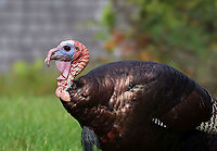 Wild Turkey (Male/Tom) - Meleagris gallopavo You can tell that this is a male because of the long snood dangling over his beak. Also, he has a beard (long hairs), and a big wattle (red, dangling thing on the neck)<br />
<br />
Habitat: There was a rafter of turkeys hanging out in a grassy spot that was situated between a forest and the coastline.<br />
<br />
Fun fact: When excited, their head, wattle, and snood can turn several different colors based on their mood.<br />
https://www.jungledragon.com/image/121688/rafter_of_wild_turkeys_-_meleagris_gallopavo.html<br />
https://www.jungledragon.com/image/121691/wild_turkeys_-_meleagris_gallopavo.html<br />
https://www.jungledragon.com/image/121687/wild_turkey_maletom_-_meleagris_gallopavo.html<br />
https://www.jungledragon.com/image/121690/wild_turkey_maletom_-_meleagris_gallopavo.html<br />
https://www.jungledragon.com/image/121689/wild_turkey_maletom_-_meleagris_gallopavo.html Geotagged,Meleagris gallopavo,Summer,United States,Wild turkey