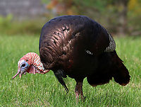 Wild Turkey (Male/Tom) - Meleagris gallopavo You can tell that this is a male because of the long snood dangling over his beak. Also, he has a beard (long hairs), and a big wattle (red, dangling thing on the neck)<br />
<br />
Habitat: There was a rafter of turkeys hanging out in a grassy spot that was situated between a forest and the coastline.<br />
<br />
Fun fact: When excited, their head, wattle, and snood can turn several different colors based on their mood.<br />
https://www.jungledragon.com/image/121688/rafter_of_wild_turkeys_-_meleagris_gallopavo.html<br />
https://www.jungledragon.com/image/121691/wild_turkeys_-_meleagris_gallopavo.html<br />
https://www.jungledragon.com/image/121687/wild_turkey_maletom_-_meleagris_gallopavo.html<br />
https://www.jungledragon.com/image/121690/wild_turkey_maletom_-_meleagris_gallopavo.html<br />
https://www.jungledragon.com/image/121689/wild_turkey_maletom_-_meleagris_gallopavo.html Geotagged,Meleagris gallopavo,Summer,United States,Wild turkey