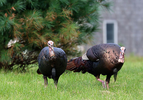 Wild Turkeys - Meleagris gallopavo The turkey on the left is the hen and the one on the right is the tom. He stuck by her side and was very protective of her. 

Habitat: There was a rafter of turkeys hanging out in a grassy spot that was situated between a forest and the coastline.

Fun fact: When excited, their head, wattle, and snood can turn several different colors based on their mood.

https://www.jungledragon.com/image/121688/rafter_of_wild_turkeys_-_meleagris_gallopavo.html
https://www.jungledragon.com/image/121691/wild_turkeys_-_meleagris_gallopavo.html
https://www.jungledragon.com/image/121687/wild_turkey_maletom_-_meleagris_gallopavo.html
https://www.jungledragon.com/image/121690/wild_turkey_maletom_-_meleagris_gallopavo.html
https://www.jungledragon.com/image/121689/wild_turkey_maletom_-_meleagris_gallopavo.html Geotagged,Meleagris gallopavo,Summer,Tom,United States,Wild turkey,hen