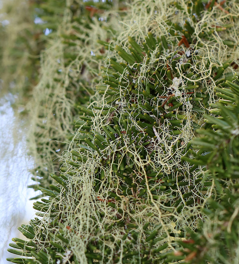 Lichen - Usnea merrillii Habitat: Hanging from trees along the coast in a mixed forest <figure class="photo"><a href="https://www.jungledragon.com/image/121692/lichen_-_usnea_merrillii.html" title="Lichen - Usnea merrillii"><img src="https://s3.amazonaws.com/media.jungledragon.com/images/3232/121692_thumb.jpg?AWSAccessKeyId=05GMT0V3GWVNE7GGM1R2&Expires=1763596810&Signature=58wh7CVElnlcBsA0Kr%2FkMJUREu4%3D" width="138" height="152" alt="Lichen - Usnea merrillii Habitat: Hanging from trees along the coast in a mixed forest https://www.jungledragon.com/image/121692/lichen_-_usnea_sp.html<br />
https://www.jungledragon.com/image/121695/lichen_-_usnea_sp.html<br />
https://www.jungledragon.com/image/121693/lichen_-_usnea_sp.html<br />
https://www.jungledragon.com/image/121717/lichen_-_usnea_sp.html<br />
https://www.jungledragon.com/image/121719/lichen_-_usnea_sp.html<br />
https://www.jungledragon.com/image/121718/lichen_-_usnea_sp.html Geotagged,Summer,United States,Usnea merrillii" /></a></figure><br />
<figure class="photo"><a href="https://www.jungledragon.com/image/121695/lichen_-_usnea_merrillii.html" title="Lichen - Usnea merrillii"><img src="https://s3.amazonaws.com/media.jungledragon.com/images/3232/121695_thumb.jpg?AWSAccessKeyId=05GMT0V3GWVNE7GGM1R2&Expires=1763596810&Signature=dZZT7%2FrkIHthr2cXufOk%2BNGpLmk%3D" width="200" height="146" alt="Lichen - Usnea merrillii Habitat: Hanging from trees along the coast in a mixed forest<br />
https://www.jungledragon.com/image/121692/lichen_-_usnea_sp.html<br />
https://www.jungledragon.com/image/121695/lichen_-_usnea_sp.html<br />
https://www.jungledragon.com/image/121693/lichen_-_usnea_sp.html<br />
https://www.jungledragon.com/image/121717/lichen_-_usnea_sp.html<br />
https://www.jungledragon.com/image/121719/lichen_-_usnea_sp.html<br />
https://www.jungledragon.com/image/121718/lichen_-_usnea_sp.html Geotagged,Summer,United States,Usnea,Usnea merrillii,lichen" /></a></figure><br />
<figure class="photo"><a href="https://www.jungledragon.com/image/121693/lichen_-_usnea_merrillii.html" title="Lichen - Usnea merrillii"><img src="https://s3.amazonaws.com/media.jungledragon.com/images/3232/121693_thumb.jpg?AWSAccessKeyId=05GMT0V3GWVNE7GGM1R2&Expires=1763596810&Signature=nIdO%2FTuyYc2bVppLtKtOTm4ptxw%3D" width="200" height="158" alt="Lichen - Usnea merrillii Habitat: Hanging from trees along the coast in a mixed forest<br />
https://www.jungledragon.com/image/121692/lichen_-_usnea_sp.html<br />
https://www.jungledragon.com/image/121695/lichen_-_usnea_sp.html<br />
https://www.jungledragon.com/image/121693/lichen_-_usnea_sp.html<br />
https://www.jungledragon.com/image/121717/lichen_-_usnea_sp.html<br />
https://www.jungledragon.com/image/121719/lichen_-_usnea_sp.html<br />
https://www.jungledragon.com/image/121718/lichen_-_usnea_sp.html Geotagged,Summer,United States,Usnea merrillii" /></a></figure><br />
<figure class="photo"><a href="https://www.jungledragon.com/image/121717/lichen_-_usnea_merrillii.html" title="Lichen - Usnea merrillii"><img src="https://s3.amazonaws.com/media.jungledragon.com/images/3232/121717_thumb.jpg?AWSAccessKeyId=05GMT0V3GWVNE7GGM1R2&Expires=1763596810&Signature=%2Buj22o3Pm1N7%2FiHWime4Jv2Z8yg%3D" width="200" height="200" alt="Lichen - Usnea merrillii Habitat: Hanging from trees along the coast in a mixed forest<br />
https://www.jungledragon.com/image/121692/lichen_-_usnea_sp.html<br />
https://www.jungledragon.com/image/121695/lichen_-_usnea_sp.html<br />
https://www.jungledragon.com/image/121693/lichen_-_usnea_sp.html<br />
https://www.jungledragon.com/image/121717/lichen_-_usnea_sp.html<br />
https://www.jungledragon.com/image/121719/lichen_-_usnea_sp.html<br />
https://www.jungledragon.com/image/121718/lichen_-_usnea_sp.html Geotagged,United States,Usnea merrillii" /></a></figure><br />
<figure class="photo"><a href="https://www.jungledragon.com/image/121719/lichen_-_usnea_merrillii.html" title="Lichen - Usnea merrillii"><img src="https://s3.amazonaws.com/media.jungledragon.com/images/3232/121719_thumb.jpg?AWSAccessKeyId=05GMT0V3GWVNE7GGM1R2&Expires=1763596810&Signature=iD6QjPAIQo43cq6dIByKQkbKcjw%3D" width="200" height="146" alt="Lichen - Usnea merrillii Habitat: Hanging from trees along the coast in a mixed forest<br />
https://www.jungledragon.com/image/121692/lichen_-_usnea_sp.html<br />
https://www.jungledragon.com/image/121695/lichen_-_usnea_sp.html<br />
https://www.jungledragon.com/image/121693/lichen_-_usnea_sp.html<br />
https://www.jungledragon.com/image/121717/lichen_-_usnea_sp.html<br />
https://www.jungledragon.com/image/121719/lichen_-_usnea_sp.html<br />
https://www.jungledragon.com/image/121718/lichen_-_usnea_sp.html Geotagged,United States,Usnea merrillii" /></a></figure><br />
<figure class="photo"><a href="https://www.jungledragon.com/image/121718/lichen_-_usnea_merrillii.html" title="Lichen - Usnea merrillii"><img src="https://s3.amazonaws.com/media.jungledragon.com/images/3232/121718_thumb.jpg?AWSAccessKeyId=05GMT0V3GWVNE7GGM1R2&Expires=1763596810&Signature=0YrsRvRek8X929B5l69LPWF6%2BCU%3D" width="124" height="152" alt="Lichen - Usnea merrillii Habitat: Hanging from trees along the coast in a mixed forest<br />
https://www.jungledragon.com/image/121692/lichen_-_usnea_sp.html<br />
https://www.jungledragon.com/image/121695/lichen_-_usnea_sp.html<br />
https://www.jungledragon.com/image/121693/lichen_-_usnea_sp.html<br />
https://www.jungledragon.com/image/121717/lichen_-_usnea_sp.html<br />
https://www.jungledragon.com/image/121719/lichen_-_usnea_sp.html<br />
https://www.jungledragon.com/image/121718/lichen_-_usnea_sp.html Geotagged,United States,Usnea merrillii" /></a></figure> Geotagged,Summer,United States,Usnea merrillii