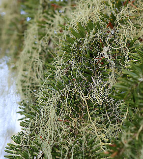 Lichen - Usnea merrillii Habitat: Hanging from trees along the coast in a mixed forest https://www.jungledragon.com/image/121692/lichen_-_usnea_sp.html
https://www.jungledragon.com/image/121695/lichen_-_usnea_sp.html
https://www.jungledragon.com/image/121693/lichen_-_usnea_sp.html
https://www.jungledragon.com/image/121717/lichen_-_usnea_sp.html
https://www.jungledragon.com/image/121719/lichen_-_usnea_sp.html
https://www.jungledragon.com/image/121718/lichen_-_usnea_sp.html Geotagged,Summer,United States,Usnea merrillii