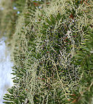 Lichen - Usnea merrillii Habitat: Hanging from trees along the coast in a mixed forest https://www.jungledragon.com/image/121692/lichen_-_usnea_sp.html<br />
https://www.jungledragon.com/image/121695/lichen_-_usnea_sp.html<br />
https://www.jungledragon.com/image/121693/lichen_-_usnea_sp.html<br />
https://www.jungledragon.com/image/121717/lichen_-_usnea_sp.html<br />
https://www.jungledragon.com/image/121719/lichen_-_usnea_sp.html<br />
https://www.jungledragon.com/image/121718/lichen_-_usnea_sp.html Geotagged,Summer,United States,Usnea merrillii