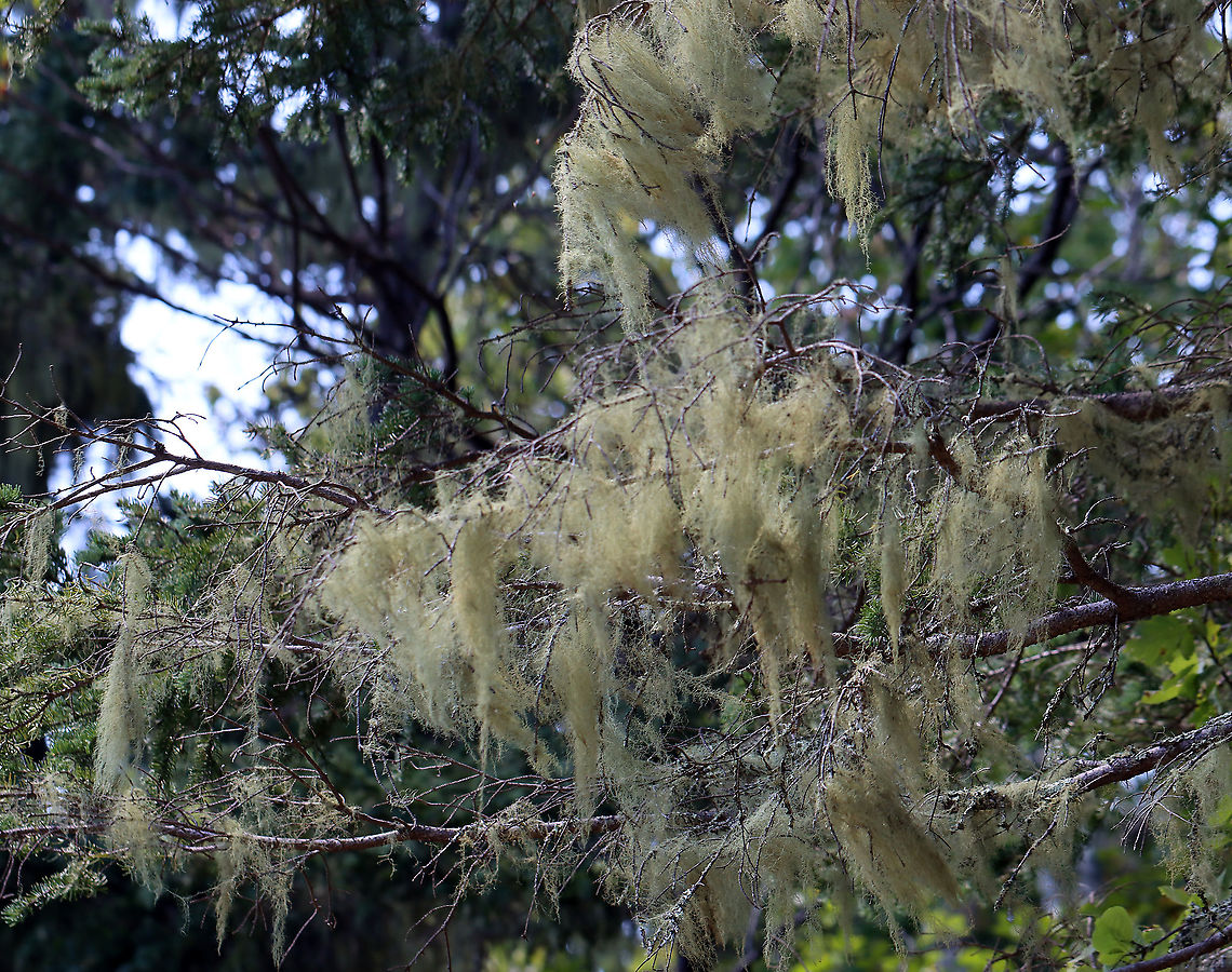 Lichen - Usnea merrillii Habitat: Hanging from trees along the coast in a mixed forest<br />
<figure class="photo"><a href="https://www.jungledragon.com/image/121692/lichen_-_usnea_merrillii.html" title="Lichen - Usnea merrillii"><img src="https://s3.amazonaws.com/media.jungledragon.com/images/3232/121692_thumb.jpg?AWSAccessKeyId=05GMT0V3GWVNE7GGM1R2&Expires=1759968010&Signature=zblu0j5dlcvwftpBEAEhnmJjeTI%3D" width="138" height="152" alt="Lichen - Usnea merrillii Habitat: Hanging from trees along the coast in a mixed forest https://www.jungledragon.com/image/121692/lichen_-_usnea_sp.html<br />
https://www.jungledragon.com/image/121695/lichen_-_usnea_sp.html<br />
https://www.jungledragon.com/image/121693/lichen_-_usnea_sp.html<br />
https://www.jungledragon.com/image/121717/lichen_-_usnea_sp.html<br />
https://www.jungledragon.com/image/121719/lichen_-_usnea_sp.html<br />
https://www.jungledragon.com/image/121718/lichen_-_usnea_sp.html Geotagged,Summer,United States,Usnea merrillii" /></a></figure><br />
<figure class="photo"><a href="https://www.jungledragon.com/image/121695/lichen_-_usnea_merrillii.html" title="Lichen - Usnea merrillii"><img src="https://s3.amazonaws.com/media.jungledragon.com/images/3232/121695_thumb.jpg?AWSAccessKeyId=05GMT0V3GWVNE7GGM1R2&Expires=1759968010&Signature=Ey3Lqa6mDuOKr4MUyzXYVtMBdLA%3D" width="200" height="146" alt="Lichen - Usnea merrillii Habitat: Hanging from trees along the coast in a mixed forest<br />
https://www.jungledragon.com/image/121692/lichen_-_usnea_sp.html<br />
https://www.jungledragon.com/image/121695/lichen_-_usnea_sp.html<br />
https://www.jungledragon.com/image/121693/lichen_-_usnea_sp.html<br />
https://www.jungledragon.com/image/121717/lichen_-_usnea_sp.html<br />
https://www.jungledragon.com/image/121719/lichen_-_usnea_sp.html<br />
https://www.jungledragon.com/image/121718/lichen_-_usnea_sp.html Geotagged,Summer,United States,Usnea,Usnea merrillii,lichen" /></a></figure><br />
<figure class="photo"><a href="https://www.jungledragon.com/image/121693/lichen_-_usnea_merrillii.html" title="Lichen - Usnea merrillii"><img src="https://s3.amazonaws.com/media.jungledragon.com/images/3232/121693_thumb.jpg?AWSAccessKeyId=05GMT0V3GWVNE7GGM1R2&Expires=1759968010&Signature=lOJPieOTjk65dzuEDlP31rJAz2k%3D" width="200" height="158" alt="Lichen - Usnea merrillii Habitat: Hanging from trees along the coast in a mixed forest<br />
https://www.jungledragon.com/image/121692/lichen_-_usnea_sp.html<br />
https://www.jungledragon.com/image/121695/lichen_-_usnea_sp.html<br />
https://www.jungledragon.com/image/121693/lichen_-_usnea_sp.html<br />
https://www.jungledragon.com/image/121717/lichen_-_usnea_sp.html<br />
https://www.jungledragon.com/image/121719/lichen_-_usnea_sp.html<br />
https://www.jungledragon.com/image/121718/lichen_-_usnea_sp.html Geotagged,Summer,United States,Usnea merrillii" /></a></figure><br />
<figure class="photo"><a href="https://www.jungledragon.com/image/121717/lichen_-_usnea_merrillii.html" title="Lichen - Usnea merrillii"><img src="https://s3.amazonaws.com/media.jungledragon.com/images/3232/121717_thumb.jpg?AWSAccessKeyId=05GMT0V3GWVNE7GGM1R2&Expires=1759968010&Signature=FcdYFBnswX7qQpIl56TJFIV5JyI%3D" width="200" height="200" alt="Lichen - Usnea merrillii Habitat: Hanging from trees along the coast in a mixed forest<br />
https://www.jungledragon.com/image/121692/lichen_-_usnea_sp.html<br />
https://www.jungledragon.com/image/121695/lichen_-_usnea_sp.html<br />
https://www.jungledragon.com/image/121693/lichen_-_usnea_sp.html<br />
https://www.jungledragon.com/image/121717/lichen_-_usnea_sp.html<br />
https://www.jungledragon.com/image/121719/lichen_-_usnea_sp.html<br />
https://www.jungledragon.com/image/121718/lichen_-_usnea_sp.html Geotagged,United States,Usnea merrillii" /></a></figure><br />
<figure class="photo"><a href="https://www.jungledragon.com/image/121719/lichen_-_usnea_merrillii.html" title="Lichen - Usnea merrillii"><img src="https://s3.amazonaws.com/media.jungledragon.com/images/3232/121719_thumb.jpg?AWSAccessKeyId=05GMT0V3GWVNE7GGM1R2&Expires=1759968010&Signature=DbIpqgVae87MuvNeoFy%2BWASbjUE%3D" width="200" height="146" alt="Lichen - Usnea merrillii Habitat: Hanging from trees along the coast in a mixed forest<br />
https://www.jungledragon.com/image/121692/lichen_-_usnea_sp.html<br />
https://www.jungledragon.com/image/121695/lichen_-_usnea_sp.html<br />
https://www.jungledragon.com/image/121693/lichen_-_usnea_sp.html<br />
https://www.jungledragon.com/image/121717/lichen_-_usnea_sp.html<br />
https://www.jungledragon.com/image/121719/lichen_-_usnea_sp.html<br />
https://www.jungledragon.com/image/121718/lichen_-_usnea_sp.html Geotagged,United States,Usnea merrillii" /></a></figure><br />
<figure class="photo"><a href="https://www.jungledragon.com/image/121718/lichen_-_usnea_merrillii.html" title="Lichen - Usnea merrillii"><img src="https://s3.amazonaws.com/media.jungledragon.com/images/3232/121718_thumb.jpg?AWSAccessKeyId=05GMT0V3GWVNE7GGM1R2&Expires=1759968010&Signature=6dVcJFzu9%2FZ6Ep%2Fhx6g1GgM0X6o%3D" width="124" height="152" alt="Lichen - Usnea merrillii Habitat: Hanging from trees along the coast in a mixed forest<br />
https://www.jungledragon.com/image/121692/lichen_-_usnea_sp.html<br />
https://www.jungledragon.com/image/121695/lichen_-_usnea_sp.html<br />
https://www.jungledragon.com/image/121693/lichen_-_usnea_sp.html<br />
https://www.jungledragon.com/image/121717/lichen_-_usnea_sp.html<br />
https://www.jungledragon.com/image/121719/lichen_-_usnea_sp.html<br />
https://www.jungledragon.com/image/121718/lichen_-_usnea_sp.html Geotagged,United States,Usnea merrillii" /></a></figure> Geotagged,Summer,United States,Usnea merrillii