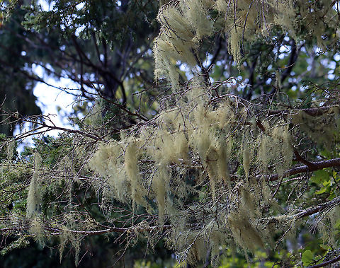 Lichen - Usnea merrillii Habitat: Hanging from trees along the coast in a mixed forest
https://www.jungledragon.com/image/121692/lichen_-_usnea_sp.html
https://www.jungledragon.com/image/121695/lichen_-_usnea_sp.html
https://www.jungledragon.com/image/121693/lichen_-_usnea_sp.html
https://www.jungledragon.com/image/121717/lichen_-_usnea_sp.html
https://www.jungledragon.com/image/121719/lichen_-_usnea_sp.html
https://www.jungledragon.com/image/121718/lichen_-_usnea_sp.html Geotagged,Summer,United States,Usnea merrillii