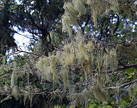 Lichen - Usnea merrillii Habitat: Hanging from trees along the coast in a mixed forest<br />
https://www.jungledragon.com/image/121692/lichen_-_usnea_sp.html<br />
https://www.jungledragon.com/image/121695/lichen_-_usnea_sp.html<br />
https://www.jungledragon.com/image/121693/lichen_-_usnea_sp.html<br />
https://www.jungledragon.com/image/121717/lichen_-_usnea_sp.html<br />
https://www.jungledragon.com/image/121719/lichen_-_usnea_sp.html<br />
https://www.jungledragon.com/image/121718/lichen_-_usnea_sp.html Geotagged,Summer,United States,Usnea merrillii