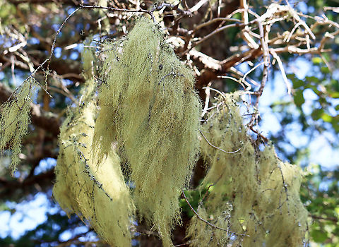 Lichen - Usnea merrillii Habitat: Hanging from trees along the coast in a mixed forest
https://www.jungledragon.com/image/121692/lichen_-_usnea_sp.html
https://www.jungledragon.com/image/121695/lichen_-_usnea_sp.html
https://www.jungledragon.com/image/121693/lichen_-_usnea_sp.html
https://www.jungledragon.com/image/121717/lichen_-_usnea_sp.html
https://www.jungledragon.com/image/121719/lichen_-_usnea_sp.html
https://www.jungledragon.com/image/121718/lichen_-_usnea_sp.html Geotagged,Summer,United States,Usnea,Usnea merrillii,lichen