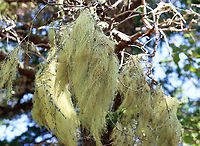 Lichen - Usnea merrillii Habitat: Hanging from trees along the coast in a mixed forest<br />
https://www.jungledragon.com/image/121692/lichen_-_usnea_sp.html<br />
https://www.jungledragon.com/image/121695/lichen_-_usnea_sp.html<br />
https://www.jungledragon.com/image/121693/lichen_-_usnea_sp.html<br />
https://www.jungledragon.com/image/121717/lichen_-_usnea_sp.html<br />
https://www.jungledragon.com/image/121719/lichen_-_usnea_sp.html<br />
https://www.jungledragon.com/image/121718/lichen_-_usnea_sp.html Geotagged,Summer,United States,Usnea,Usnea merrillii,lichen