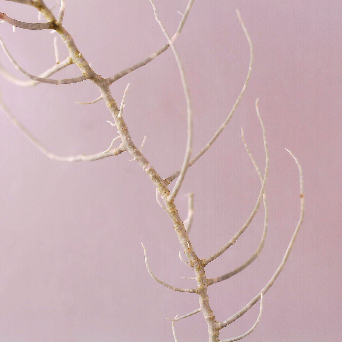 Lichen - Usnea merrillii Habitat: Hanging from trees along the coast in a mixed forest<br />
<figure class="photo"><a href="https://www.jungledragon.com/image/121692/lichen_-_usnea_merrillii.html" title="Lichen - Usnea merrillii"><img src="https://s3.amazonaws.com/media.jungledragon.com/images/3232/121692_thumb.jpg?AWSAccessKeyId=05GMT0V3GWVNE7GGM1R2&Expires=1770854410&Signature=DINKZBI9nJY6WUCyH5EMpawJBK0%3D" width="138" height="152" alt="Lichen - Usnea merrillii Habitat: Hanging from trees along the coast in a mixed forest https://www.jungledragon.com/image/121692/lichen_-_usnea_sp.html<br />
https://www.jungledragon.com/image/121695/lichen_-_usnea_sp.html<br />
https://www.jungledragon.com/image/121693/lichen_-_usnea_sp.html<br />
https://www.jungledragon.com/image/121717/lichen_-_usnea_sp.html<br />
https://www.jungledragon.com/image/121719/lichen_-_usnea_sp.html<br />
https://www.jungledragon.com/image/121718/lichen_-_usnea_sp.html Geotagged,Summer,United States,Usnea merrillii" /></a></figure><br />
<figure class="photo"><a href="https://www.jungledragon.com/image/121695/lichen_-_usnea_merrillii.html" title="Lichen - Usnea merrillii"><img src="https://s3.amazonaws.com/media.jungledragon.com/images/3232/121695_thumb.jpg?AWSAccessKeyId=05GMT0V3GWVNE7GGM1R2&Expires=1770854410&Signature=acK1r6DhzDTDCG6zBZa8ZY%2FwWmg%3D" width="200" height="146" alt="Lichen - Usnea merrillii Habitat: Hanging from trees along the coast in a mixed forest<br />
https://www.jungledragon.com/image/121692/lichen_-_usnea_sp.html<br />
https://www.jungledragon.com/image/121695/lichen_-_usnea_sp.html<br />
https://www.jungledragon.com/image/121693/lichen_-_usnea_sp.html<br />
https://www.jungledragon.com/image/121717/lichen_-_usnea_sp.html<br />
https://www.jungledragon.com/image/121719/lichen_-_usnea_sp.html<br />
https://www.jungledragon.com/image/121718/lichen_-_usnea_sp.html Geotagged,Summer,United States,Usnea,Usnea merrillii,lichen" /></a></figure><br />
<figure class="photo"><a href="https://www.jungledragon.com/image/121693/lichen_-_usnea_merrillii.html" title="Lichen - Usnea merrillii"><img src="https://s3.amazonaws.com/media.jungledragon.com/images/3232/121693_thumb.jpg?AWSAccessKeyId=05GMT0V3GWVNE7GGM1R2&Expires=1770854410&Signature=jjhxfHSksWjZ7EXrPANrpk2VeO8%3D" width="200" height="158" alt="Lichen - Usnea merrillii Habitat: Hanging from trees along the coast in a mixed forest<br />
https://www.jungledragon.com/image/121692/lichen_-_usnea_sp.html<br />
https://www.jungledragon.com/image/121695/lichen_-_usnea_sp.html<br />
https://www.jungledragon.com/image/121693/lichen_-_usnea_sp.html<br />
https://www.jungledragon.com/image/121717/lichen_-_usnea_sp.html<br />
https://www.jungledragon.com/image/121719/lichen_-_usnea_sp.html<br />
https://www.jungledragon.com/image/121718/lichen_-_usnea_sp.html Geotagged,Summer,United States,Usnea merrillii" /></a></figure><br />
<figure class="photo"><a href="https://www.jungledragon.com/image/121717/lichen_-_usnea_merrillii.html" title="Lichen - Usnea merrillii"><img src="https://s3.amazonaws.com/media.jungledragon.com/images/3232/121717_thumb.jpg?AWSAccessKeyId=05GMT0V3GWVNE7GGM1R2&Expires=1770854410&Signature=k7cUBCCJQiyB9FJhiQmai7Ff1A4%3D" width="200" height="200" alt="Lichen - Usnea merrillii Habitat: Hanging from trees along the coast in a mixed forest<br />
https://www.jungledragon.com/image/121692/lichen_-_usnea_sp.html<br />
https://www.jungledragon.com/image/121695/lichen_-_usnea_sp.html<br />
https://www.jungledragon.com/image/121693/lichen_-_usnea_sp.html<br />
https://www.jungledragon.com/image/121717/lichen_-_usnea_sp.html<br />
https://www.jungledragon.com/image/121719/lichen_-_usnea_sp.html<br />
https://www.jungledragon.com/image/121718/lichen_-_usnea_sp.html Geotagged,United States,Usnea merrillii" /></a></figure><br />
<figure class="photo"><a href="https://www.jungledragon.com/image/121719/lichen_-_usnea_merrillii.html" title="Lichen - Usnea merrillii"><img src="https://s3.amazonaws.com/media.jungledragon.com/images/3232/121719_thumb.jpg?AWSAccessKeyId=05GMT0V3GWVNE7GGM1R2&Expires=1770854410&Signature=qJm4QYatmcf8kN7zXi1xn1PXbDo%3D" width="200" height="146" alt="Lichen - Usnea merrillii Habitat: Hanging from trees along the coast in a mixed forest<br />
https://www.jungledragon.com/image/121692/lichen_-_usnea_sp.html<br />
https://www.jungledragon.com/image/121695/lichen_-_usnea_sp.html<br />
https://www.jungledragon.com/image/121693/lichen_-_usnea_sp.html<br />
https://www.jungledragon.com/image/121717/lichen_-_usnea_sp.html<br />
https://www.jungledragon.com/image/121719/lichen_-_usnea_sp.html<br />
https://www.jungledragon.com/image/121718/lichen_-_usnea_sp.html Geotagged,United States,Usnea merrillii" /></a></figure><br />
<figure class="photo"><a href="https://www.jungledragon.com/image/121718/lichen_-_usnea_merrillii.html" title="Lichen - Usnea merrillii"><img src="https://s3.amazonaws.com/media.jungledragon.com/images/3232/121718_thumb.jpg?AWSAccessKeyId=05GMT0V3GWVNE7GGM1R2&Expires=1770854410&Signature=EoJ8ITu47Y%2BdKmn%2F1a0kl3A1fLo%3D" width="124" height="152" alt="Lichen - Usnea merrillii Habitat: Hanging from trees along the coast in a mixed forest<br />
https://www.jungledragon.com/image/121692/lichen_-_usnea_sp.html<br />
https://www.jungledragon.com/image/121695/lichen_-_usnea_sp.html<br />
https://www.jungledragon.com/image/121693/lichen_-_usnea_sp.html<br />
https://www.jungledragon.com/image/121717/lichen_-_usnea_sp.html<br />
https://www.jungledragon.com/image/121719/lichen_-_usnea_sp.html<br />
https://www.jungledragon.com/image/121718/lichen_-_usnea_sp.html Geotagged,United States,Usnea merrillii" /></a></figure> Geotagged,United States,Usnea merrillii