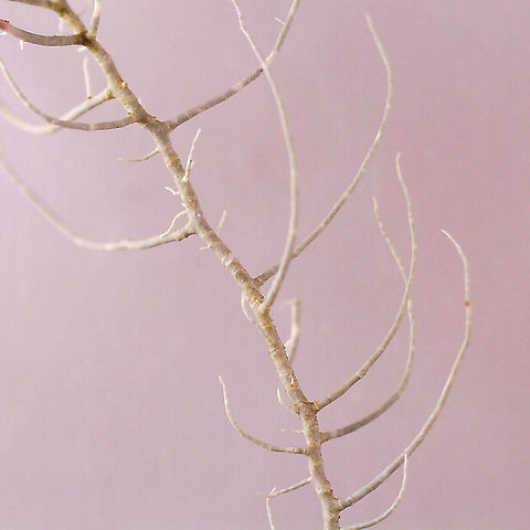 Lichen - Usnea merrillii Habitat: Hanging from trees along the coast in a mixed forest
https://www.jungledragon.com/image/121692/lichen_-_usnea_sp.html
https://www.jungledragon.com/image/121695/lichen_-_usnea_sp.html
https://www.jungledragon.com/image/121693/lichen_-_usnea_sp.html
https://www.jungledragon.com/image/121717/lichen_-_usnea_sp.html
https://www.jungledragon.com/image/121719/lichen_-_usnea_sp.html
https://www.jungledragon.com/image/121718/lichen_-_usnea_sp.html Geotagged,United States,Usnea merrillii