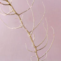 Lichen - Usnea merrillii Habitat: Hanging from trees along the coast in a mixed forest<br />
https://www.jungledragon.com/image/121692/lichen_-_usnea_sp.html<br />
https://www.jungledragon.com/image/121695/lichen_-_usnea_sp.html<br />
https://www.jungledragon.com/image/121693/lichen_-_usnea_sp.html<br />
https://www.jungledragon.com/image/121717/lichen_-_usnea_sp.html<br />
https://www.jungledragon.com/image/121719/lichen_-_usnea_sp.html<br />
https://www.jungledragon.com/image/121718/lichen_-_usnea_sp.html Geotagged,United States,Usnea merrillii