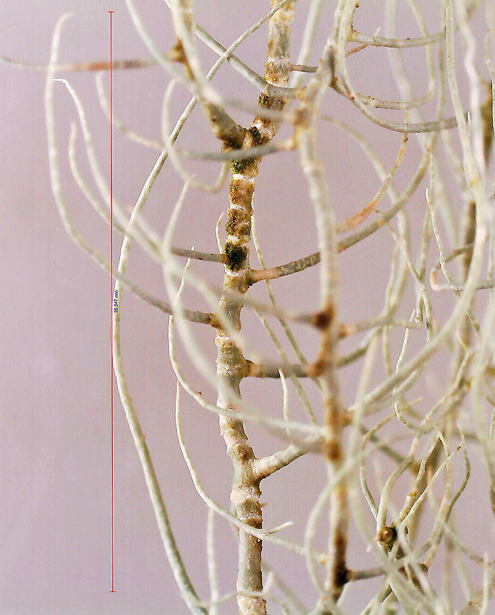 Lichen - Usnea merrillii Habitat: Hanging from trees along the coast in a mixed forest<br />
<figure class="photo"><a href="https://www.jungledragon.com/image/121692/lichen_-_usnea_merrillii.html" title="Lichen - Usnea merrillii"><img src="https://s3.amazonaws.com/media.jungledragon.com/images/3232/121692_thumb.jpg?AWSAccessKeyId=05GMT0V3GWVNE7GGM1R2&Expires=1770854410&Signature=DINKZBI9nJY6WUCyH5EMpawJBK0%3D" width="138" height="152" alt="Lichen - Usnea merrillii Habitat: Hanging from trees along the coast in a mixed forest https://www.jungledragon.com/image/121692/lichen_-_usnea_sp.html<br />
https://www.jungledragon.com/image/121695/lichen_-_usnea_sp.html<br />
https://www.jungledragon.com/image/121693/lichen_-_usnea_sp.html<br />
https://www.jungledragon.com/image/121717/lichen_-_usnea_sp.html<br />
https://www.jungledragon.com/image/121719/lichen_-_usnea_sp.html<br />
https://www.jungledragon.com/image/121718/lichen_-_usnea_sp.html Geotagged,Summer,United States,Usnea merrillii" /></a></figure><br />
<figure class="photo"><a href="https://www.jungledragon.com/image/121695/lichen_-_usnea_merrillii.html" title="Lichen - Usnea merrillii"><img src="https://s3.amazonaws.com/media.jungledragon.com/images/3232/121695_thumb.jpg?AWSAccessKeyId=05GMT0V3GWVNE7GGM1R2&Expires=1770854410&Signature=acK1r6DhzDTDCG6zBZa8ZY%2FwWmg%3D" width="200" height="146" alt="Lichen - Usnea merrillii Habitat: Hanging from trees along the coast in a mixed forest<br />
https://www.jungledragon.com/image/121692/lichen_-_usnea_sp.html<br />
https://www.jungledragon.com/image/121695/lichen_-_usnea_sp.html<br />
https://www.jungledragon.com/image/121693/lichen_-_usnea_sp.html<br />
https://www.jungledragon.com/image/121717/lichen_-_usnea_sp.html<br />
https://www.jungledragon.com/image/121719/lichen_-_usnea_sp.html<br />
https://www.jungledragon.com/image/121718/lichen_-_usnea_sp.html Geotagged,Summer,United States,Usnea,Usnea merrillii,lichen" /></a></figure><br />
<figure class="photo"><a href="https://www.jungledragon.com/image/121693/lichen_-_usnea_merrillii.html" title="Lichen - Usnea merrillii"><img src="https://s3.amazonaws.com/media.jungledragon.com/images/3232/121693_thumb.jpg?AWSAccessKeyId=05GMT0V3GWVNE7GGM1R2&Expires=1770854410&Signature=jjhxfHSksWjZ7EXrPANrpk2VeO8%3D" width="200" height="158" alt="Lichen - Usnea merrillii Habitat: Hanging from trees along the coast in a mixed forest<br />
https://www.jungledragon.com/image/121692/lichen_-_usnea_sp.html<br />
https://www.jungledragon.com/image/121695/lichen_-_usnea_sp.html<br />
https://www.jungledragon.com/image/121693/lichen_-_usnea_sp.html<br />
https://www.jungledragon.com/image/121717/lichen_-_usnea_sp.html<br />
https://www.jungledragon.com/image/121719/lichen_-_usnea_sp.html<br />
https://www.jungledragon.com/image/121718/lichen_-_usnea_sp.html Geotagged,Summer,United States,Usnea merrillii" /></a></figure><br />
<figure class="photo"><a href="https://www.jungledragon.com/image/121717/lichen_-_usnea_merrillii.html" title="Lichen - Usnea merrillii"><img src="https://s3.amazonaws.com/media.jungledragon.com/images/3232/121717_thumb.jpg?AWSAccessKeyId=05GMT0V3GWVNE7GGM1R2&Expires=1770854410&Signature=k7cUBCCJQiyB9FJhiQmai7Ff1A4%3D" width="200" height="200" alt="Lichen - Usnea merrillii Habitat: Hanging from trees along the coast in a mixed forest<br />
https://www.jungledragon.com/image/121692/lichen_-_usnea_sp.html<br />
https://www.jungledragon.com/image/121695/lichen_-_usnea_sp.html<br />
https://www.jungledragon.com/image/121693/lichen_-_usnea_sp.html<br />
https://www.jungledragon.com/image/121717/lichen_-_usnea_sp.html<br />
https://www.jungledragon.com/image/121719/lichen_-_usnea_sp.html<br />
https://www.jungledragon.com/image/121718/lichen_-_usnea_sp.html Geotagged,United States,Usnea merrillii" /></a></figure><br />
<figure class="photo"><a href="https://www.jungledragon.com/image/121719/lichen_-_usnea_merrillii.html" title="Lichen - Usnea merrillii"><img src="https://s3.amazonaws.com/media.jungledragon.com/images/3232/121719_thumb.jpg?AWSAccessKeyId=05GMT0V3GWVNE7GGM1R2&Expires=1770854410&Signature=qJm4QYatmcf8kN7zXi1xn1PXbDo%3D" width="200" height="146" alt="Lichen - Usnea merrillii Habitat: Hanging from trees along the coast in a mixed forest<br />
https://www.jungledragon.com/image/121692/lichen_-_usnea_sp.html<br />
https://www.jungledragon.com/image/121695/lichen_-_usnea_sp.html<br />
https://www.jungledragon.com/image/121693/lichen_-_usnea_sp.html<br />
https://www.jungledragon.com/image/121717/lichen_-_usnea_sp.html<br />
https://www.jungledragon.com/image/121719/lichen_-_usnea_sp.html<br />
https://www.jungledragon.com/image/121718/lichen_-_usnea_sp.html Geotagged,United States,Usnea merrillii" /></a></figure><br />
<figure class="photo"><a href="https://www.jungledragon.com/image/121718/lichen_-_usnea_merrillii.html" title="Lichen - Usnea merrillii"><img src="https://s3.amazonaws.com/media.jungledragon.com/images/3232/121718_thumb.jpg?AWSAccessKeyId=05GMT0V3GWVNE7GGM1R2&Expires=1770854410&Signature=EoJ8ITu47Y%2BdKmn%2F1a0kl3A1fLo%3D" width="124" height="152" alt="Lichen - Usnea merrillii Habitat: Hanging from trees along the coast in a mixed forest<br />
https://www.jungledragon.com/image/121692/lichen_-_usnea_sp.html<br />
https://www.jungledragon.com/image/121695/lichen_-_usnea_sp.html<br />
https://www.jungledragon.com/image/121693/lichen_-_usnea_sp.html<br />
https://www.jungledragon.com/image/121717/lichen_-_usnea_sp.html<br />
https://www.jungledragon.com/image/121719/lichen_-_usnea_sp.html<br />
https://www.jungledragon.com/image/121718/lichen_-_usnea_sp.html Geotagged,United States,Usnea merrillii" /></a></figure> Geotagged,United States,Usnea merrillii