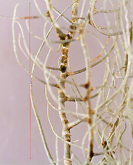 Lichen - Usnea merrillii Habitat: Hanging from trees along the coast in a mixed forest
https://www.jungledragon.com/image/121692/lichen_-_usnea_sp.html
https://www.jungledragon.com/image/121695/lichen_-_usnea_sp.html
https://www.jungledragon.com/image/121693/lichen_-_usnea_sp.html
https://www.jungledragon.com/image/121717/lichen_-_usnea_sp.html
https://www.jungledragon.com/image/121719/lichen_-_usnea_sp.html
https://www.jungledragon.com/image/121718/lichen_-_usnea_sp.html Geotagged,United States,Usnea merrillii